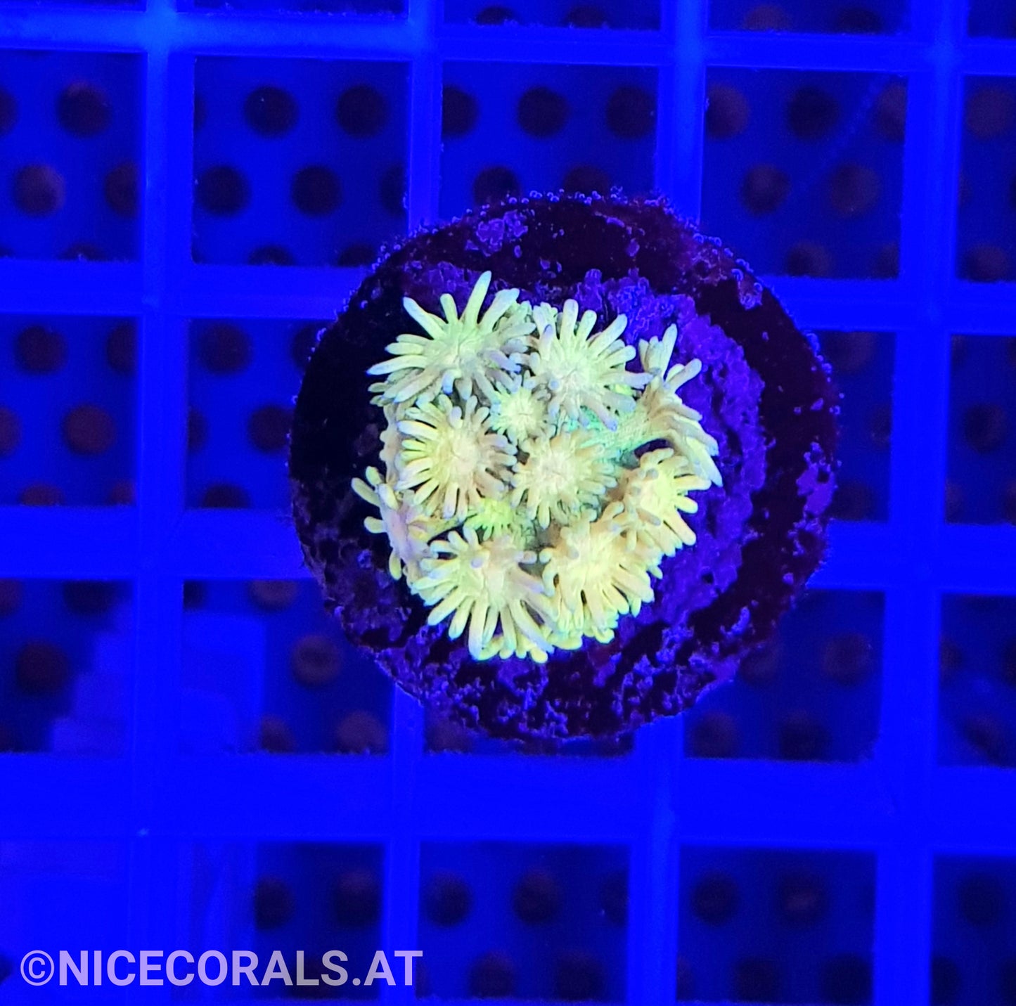 Goniopora