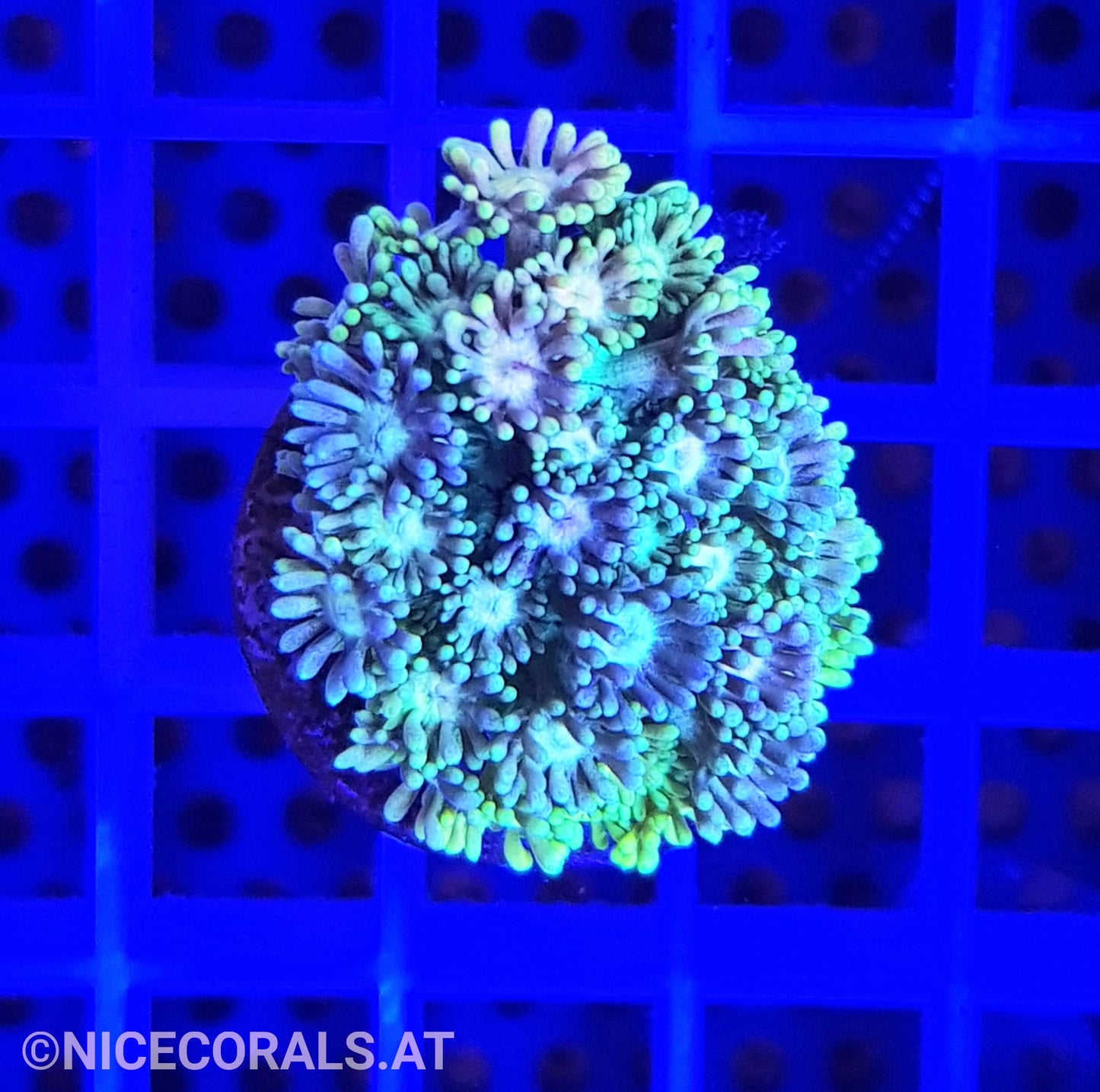 Goniopora