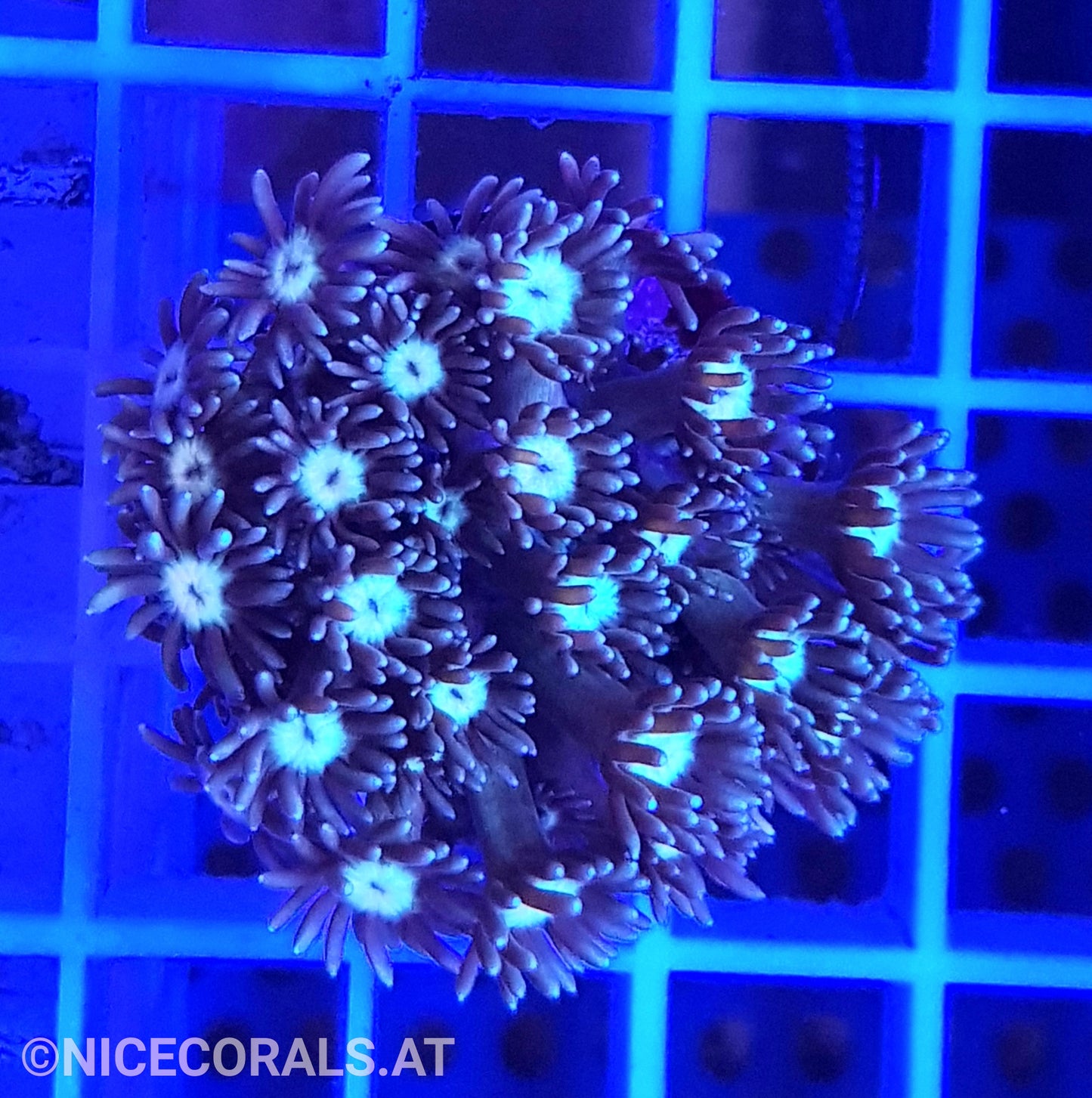 Goniopora