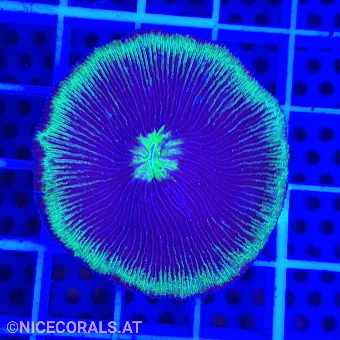 Cycloseris