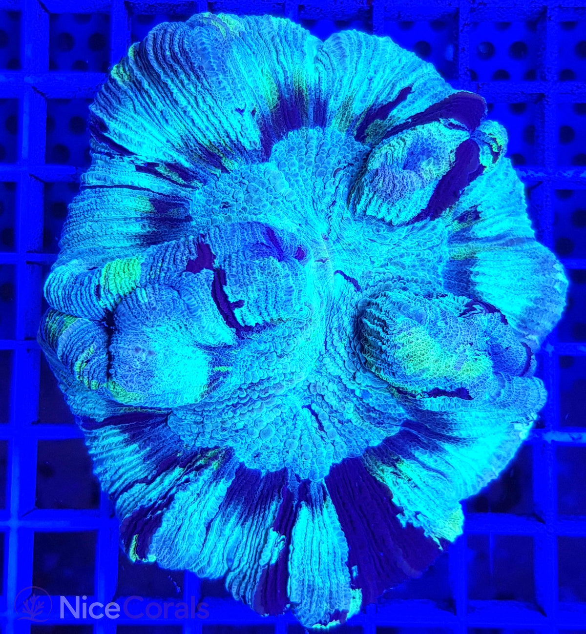 Trachyphyllia