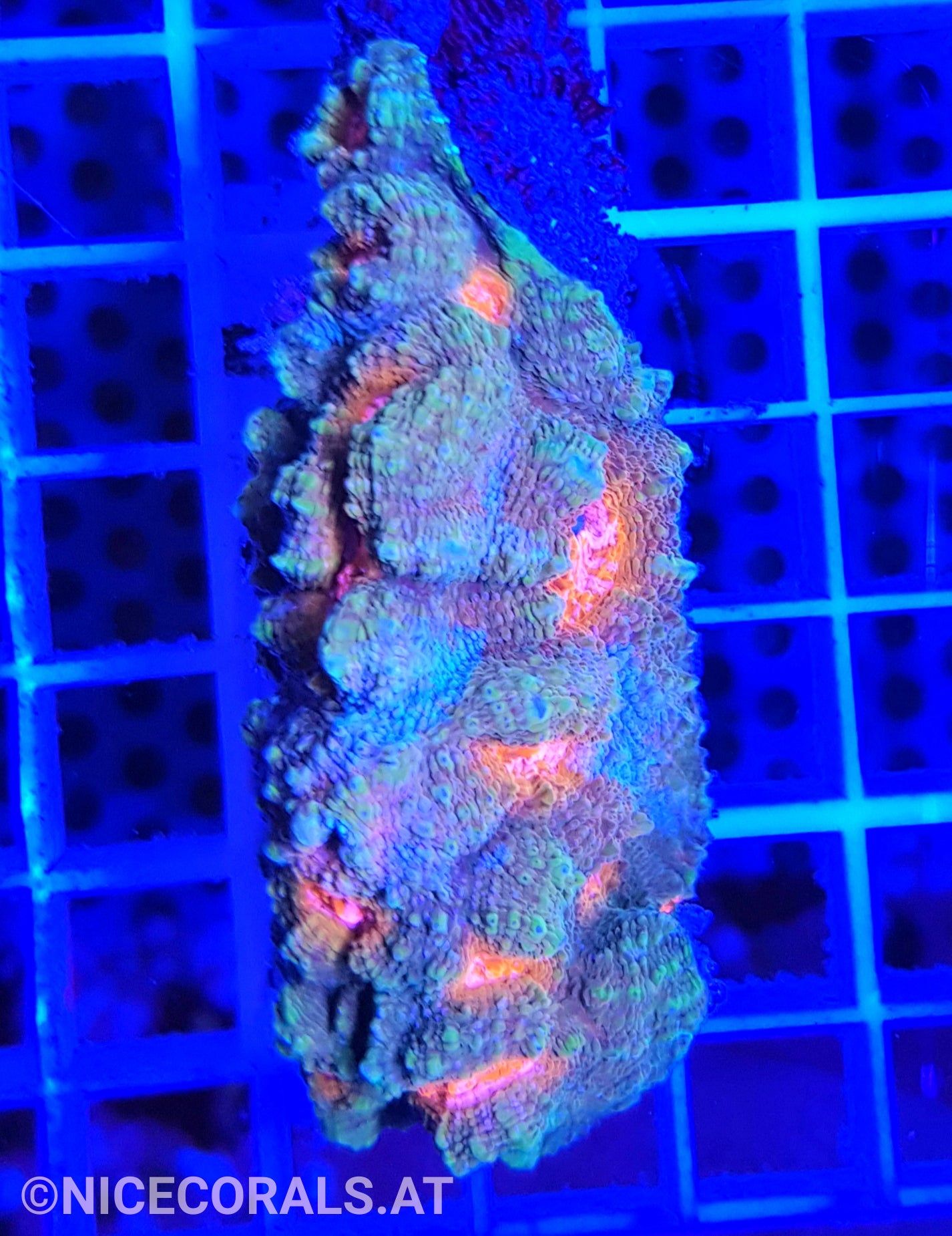 Chalice Rainbow Color