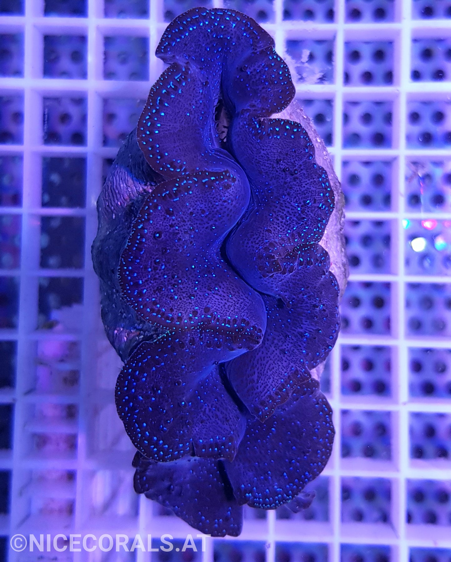 Tridacna Crocea 10cm