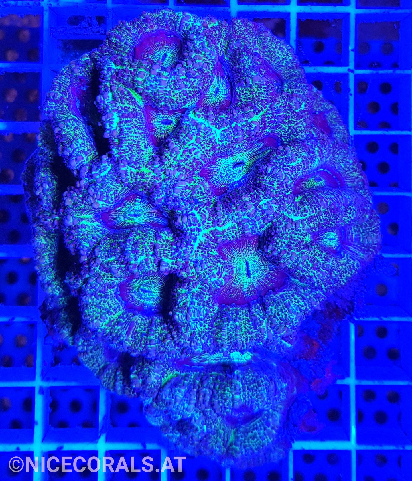 Acanthastrea bowerbanki