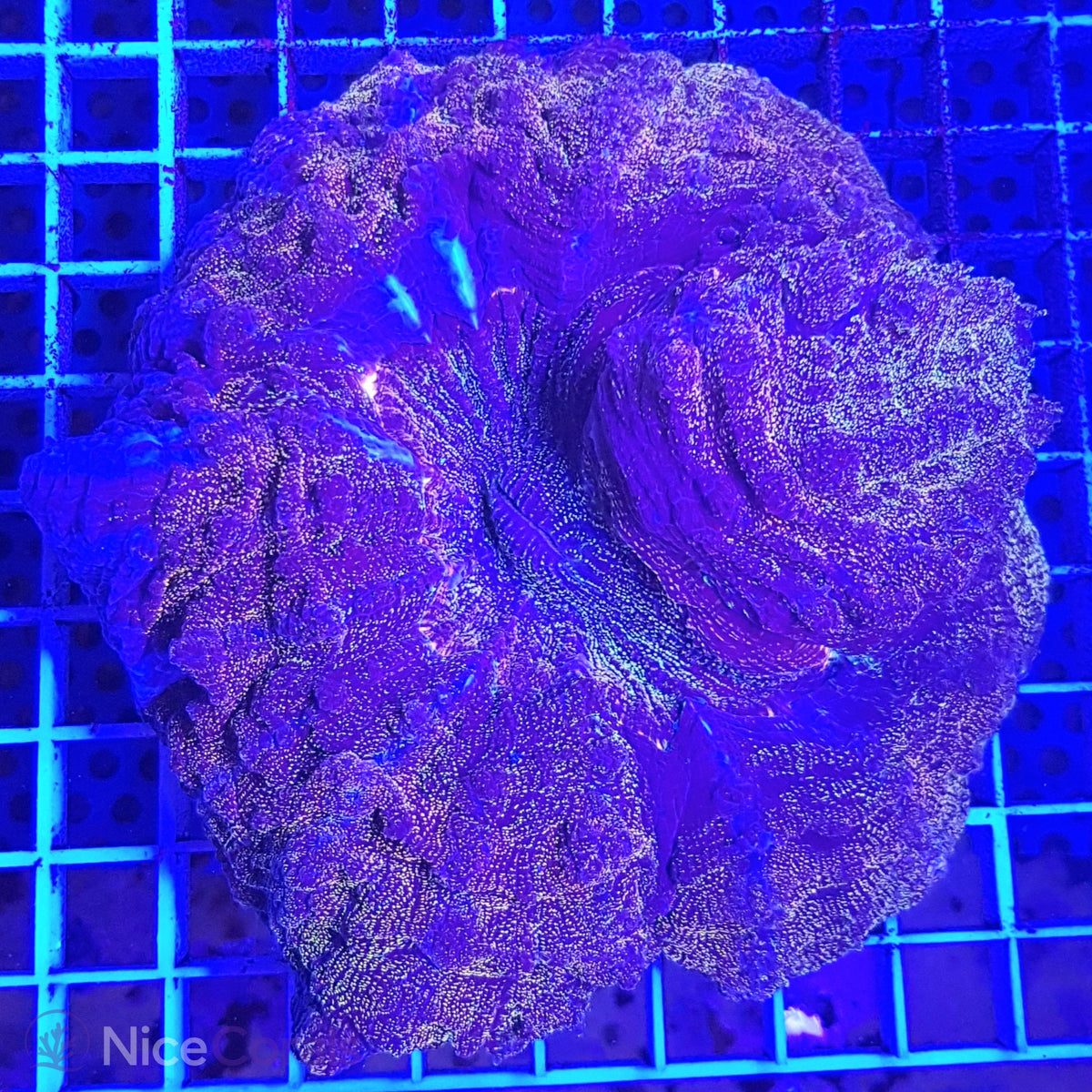 Cynarina SP. Acanthophyllia