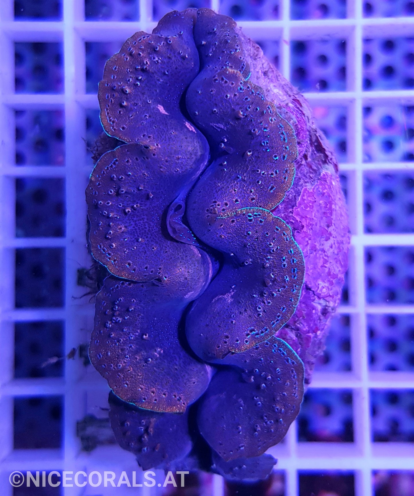Tridacna crocea 8cm