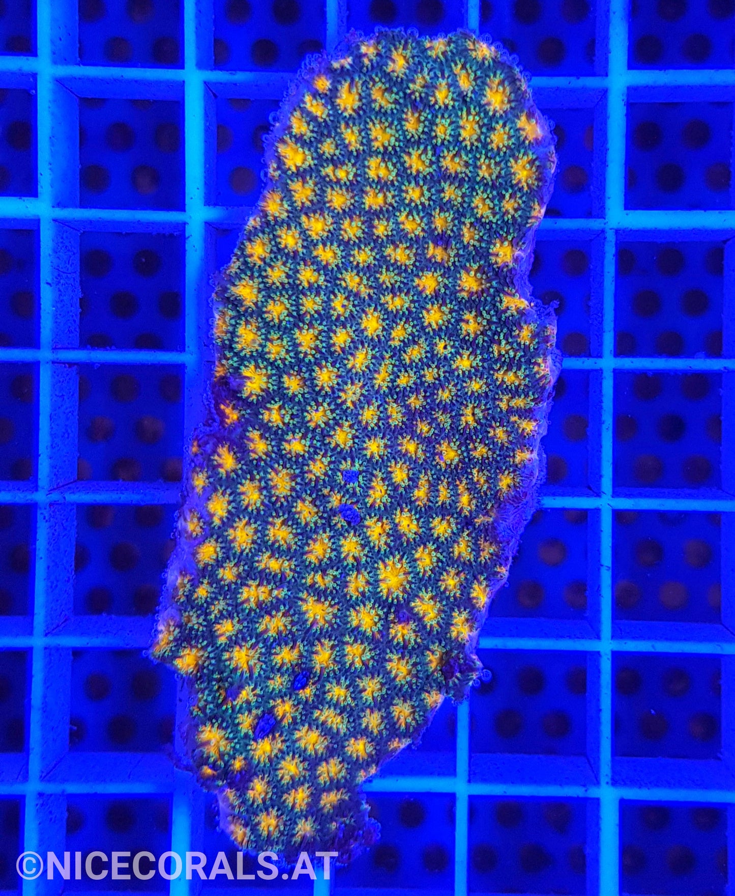 Leptastrea