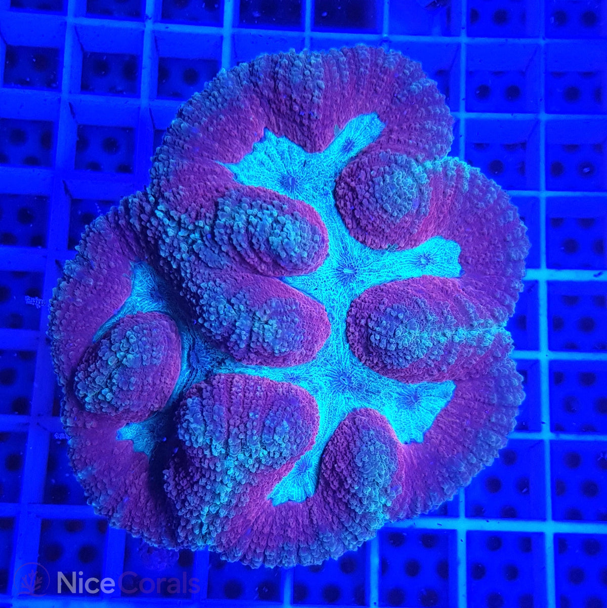 Symphyllia