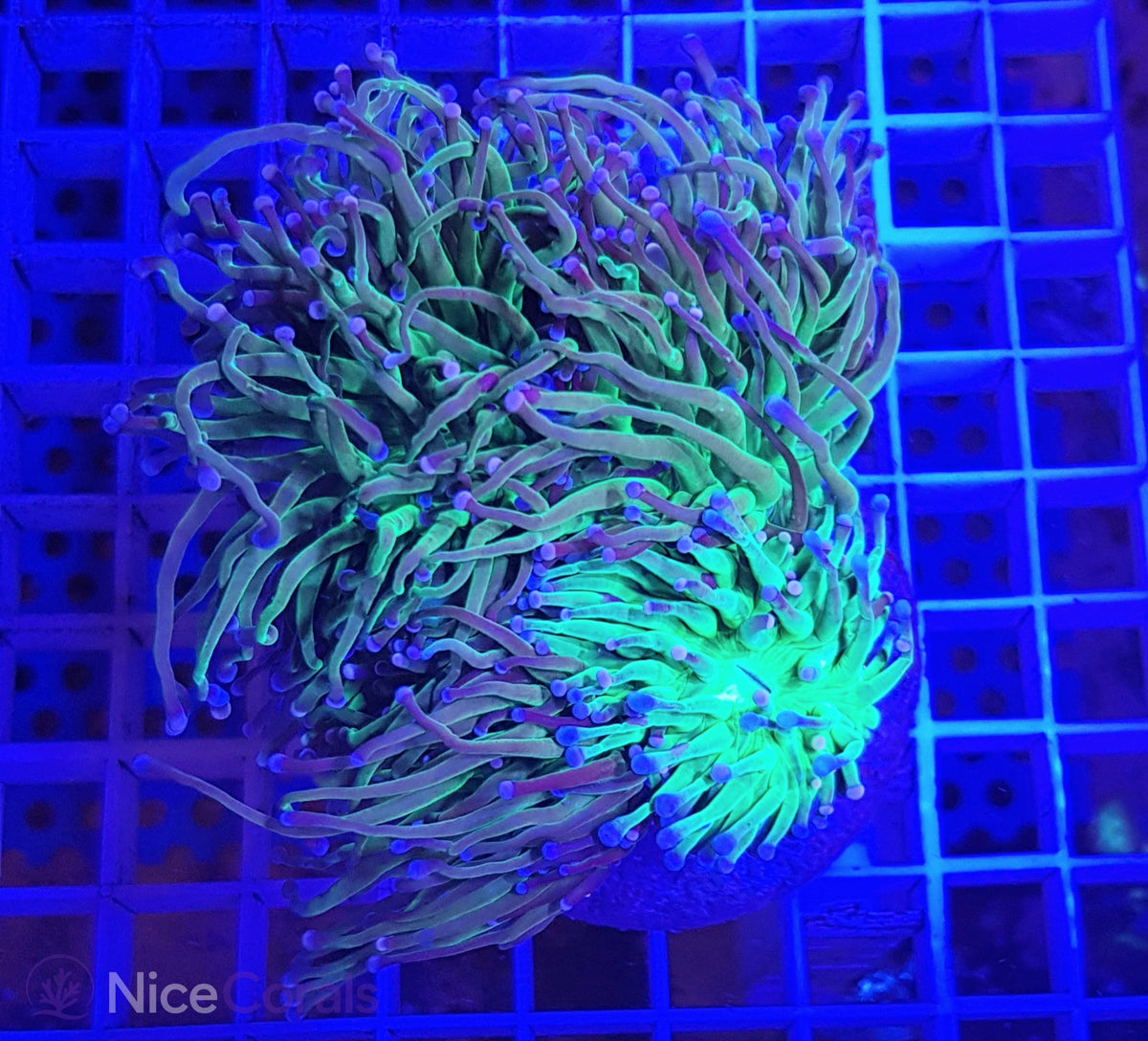 Euphyllia torch
