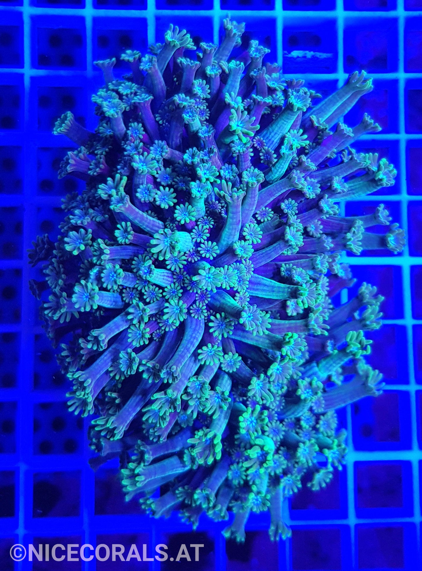 Alveopora