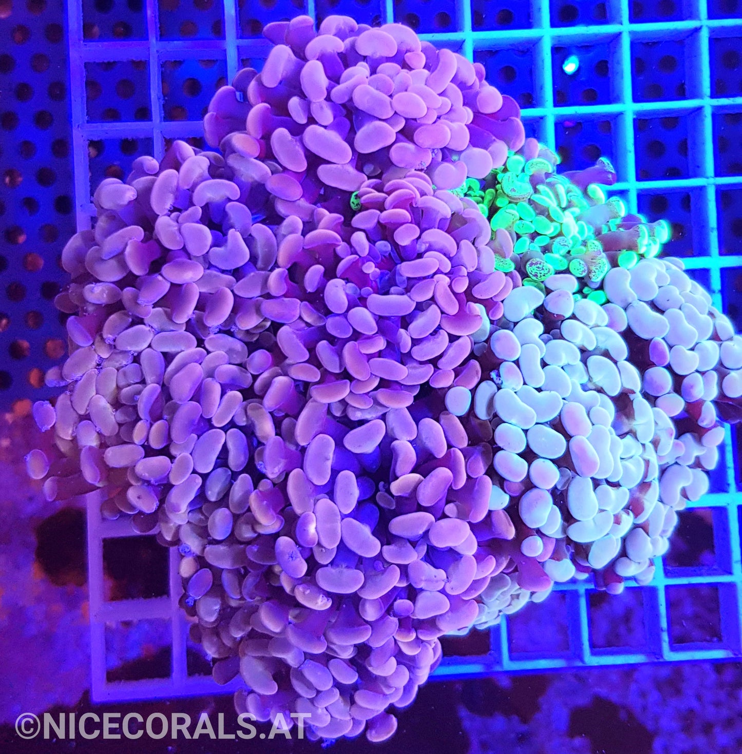 Euphyllia Paraancora Mix 10 Heads