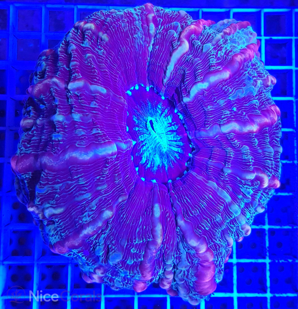Cynarina