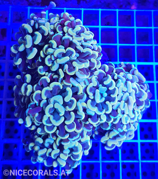 Euphyllia Paraancora Golden Nugget 4-5 Heads