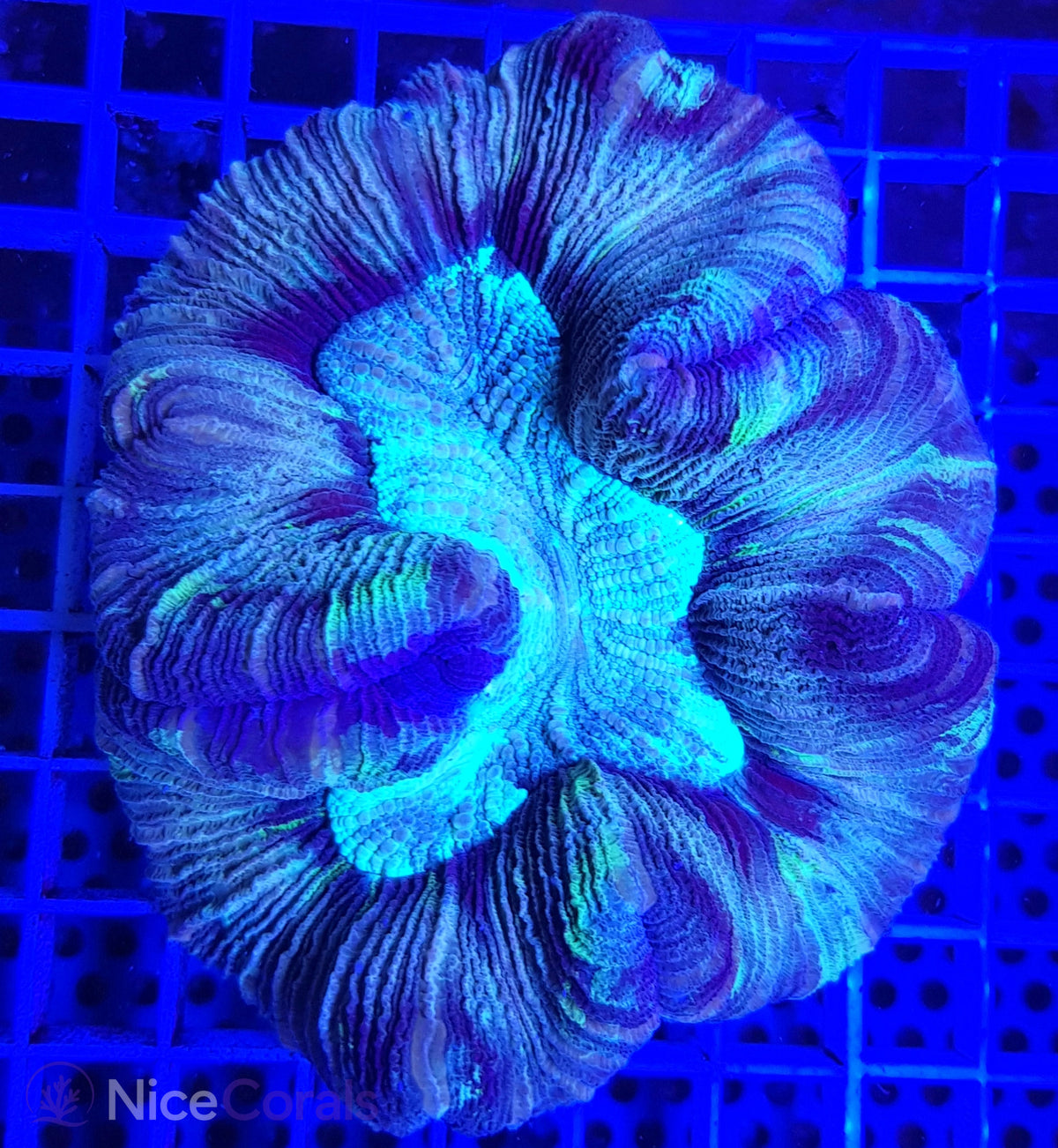 Trachyphyllia