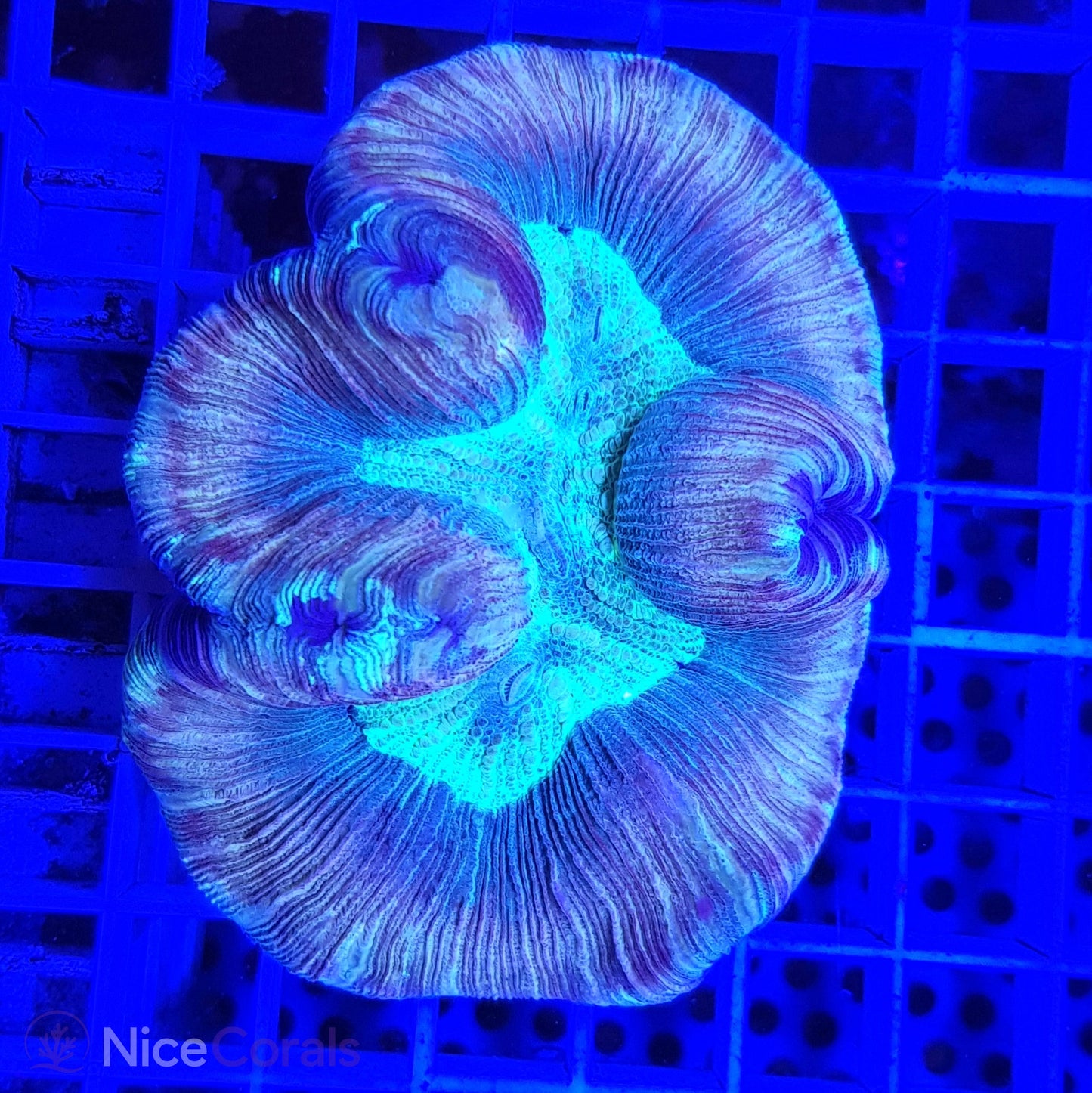 Trachyphyllia