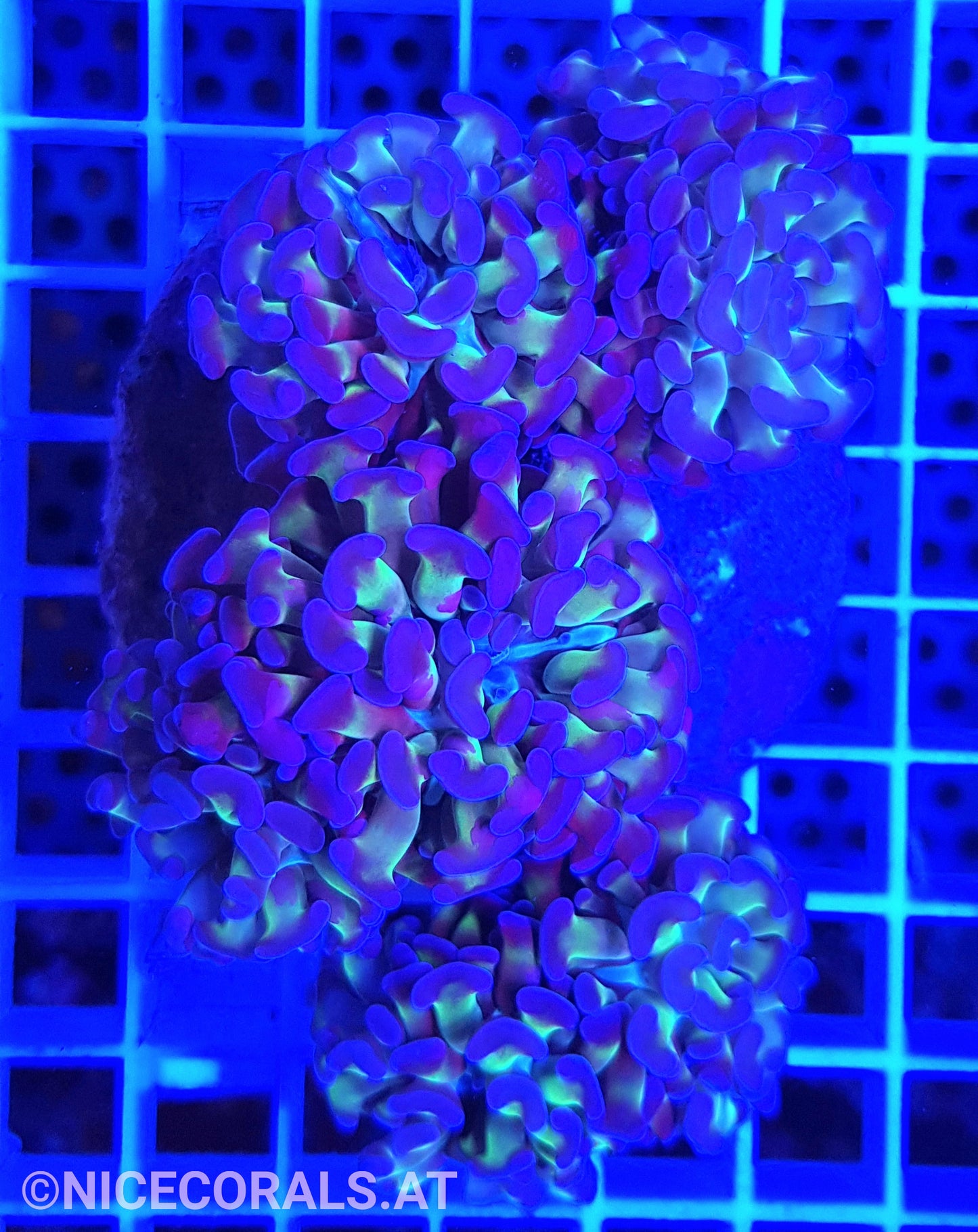 Euphyllia Paraancora 4-5 Heads