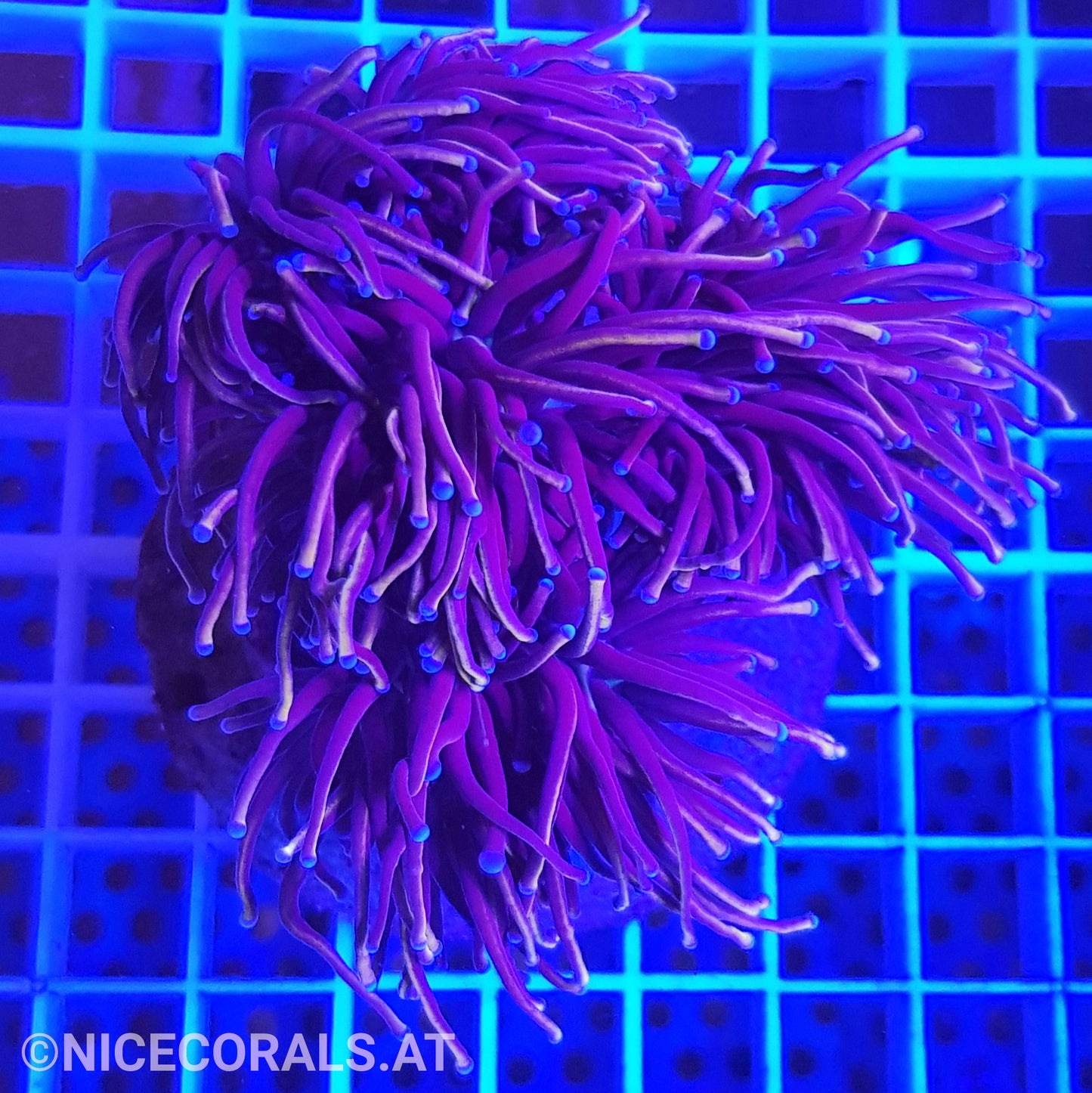 Euphyllia Indo Gold Torch 4 Heads