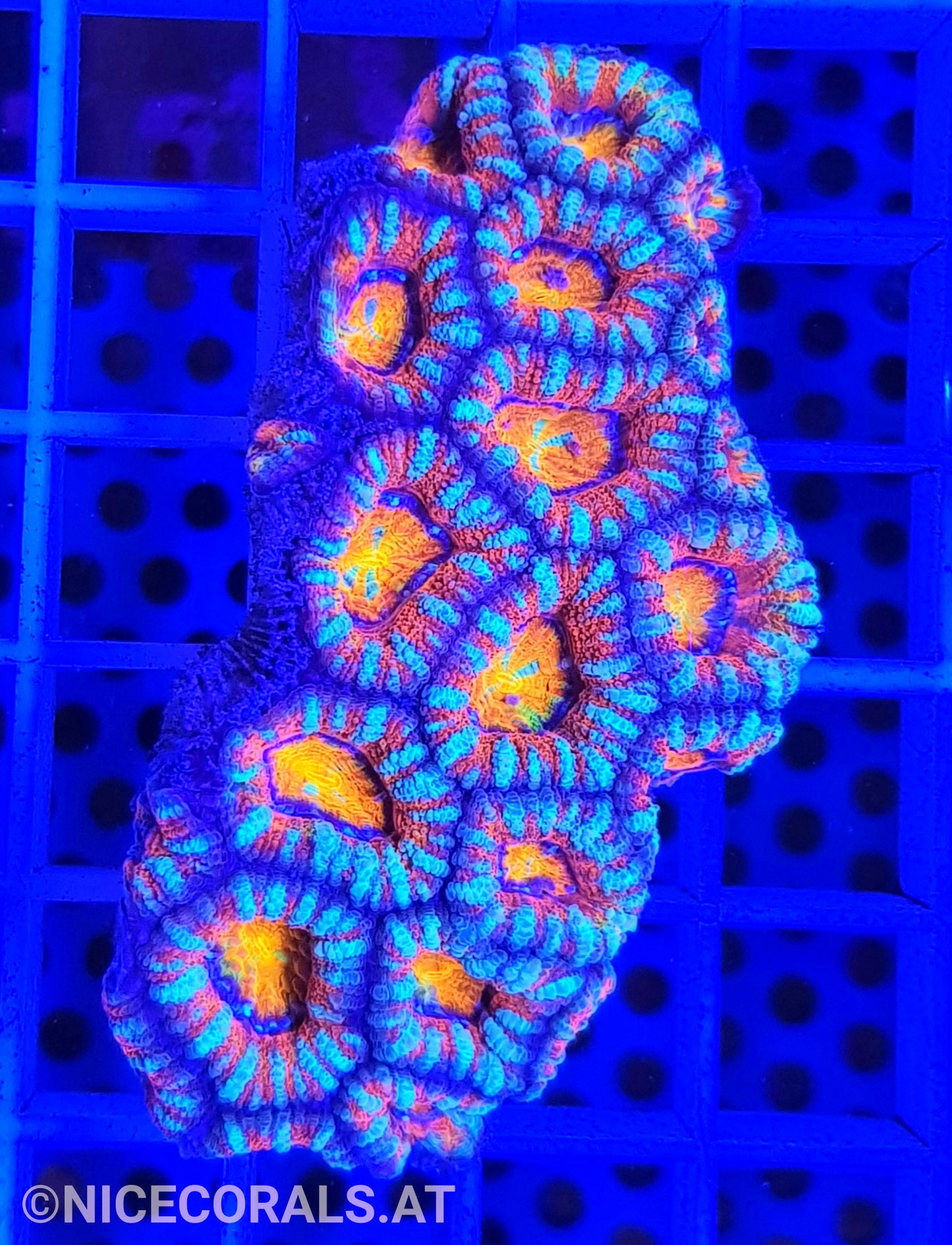 Acanthastrea