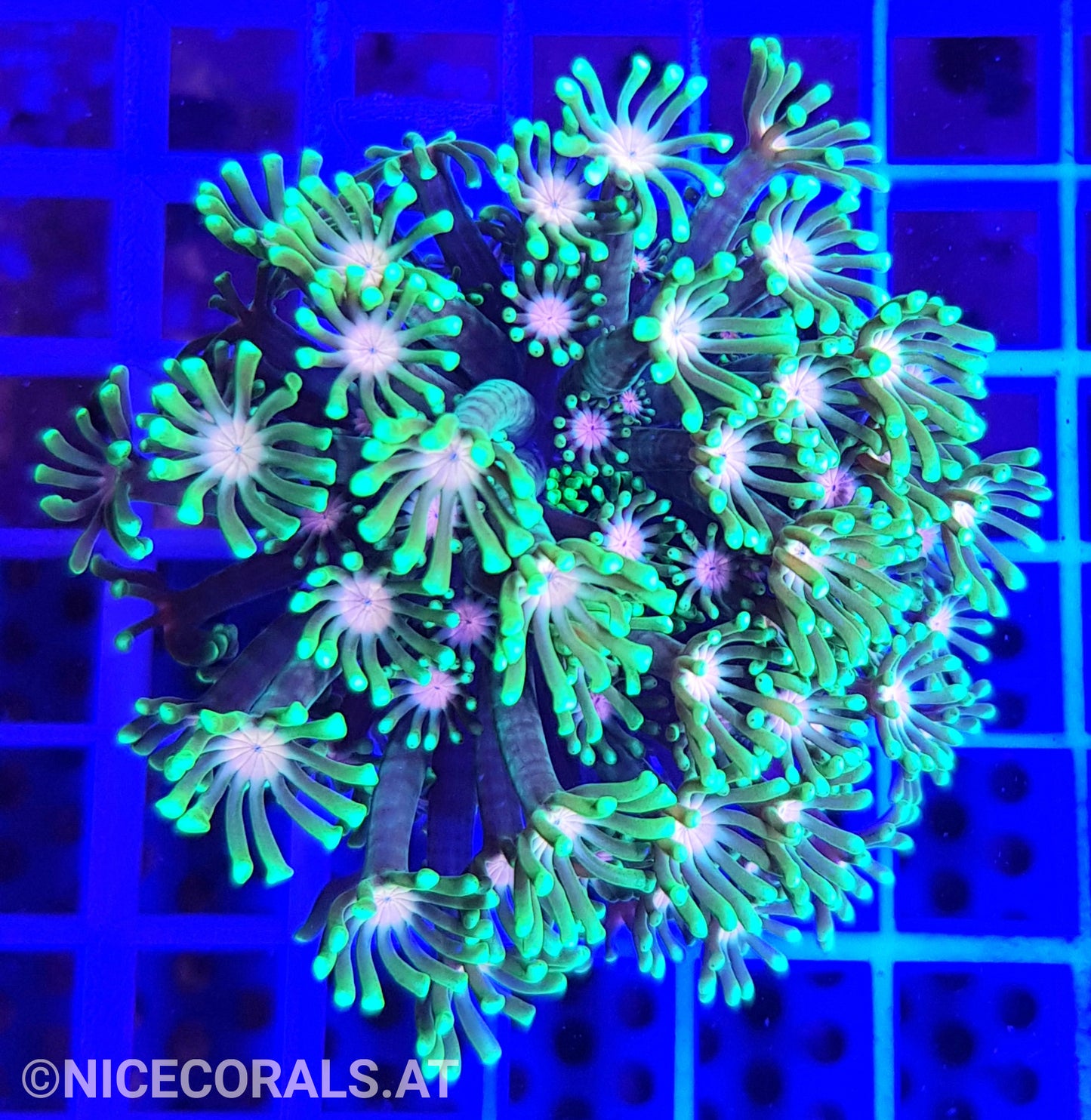 Alveopora