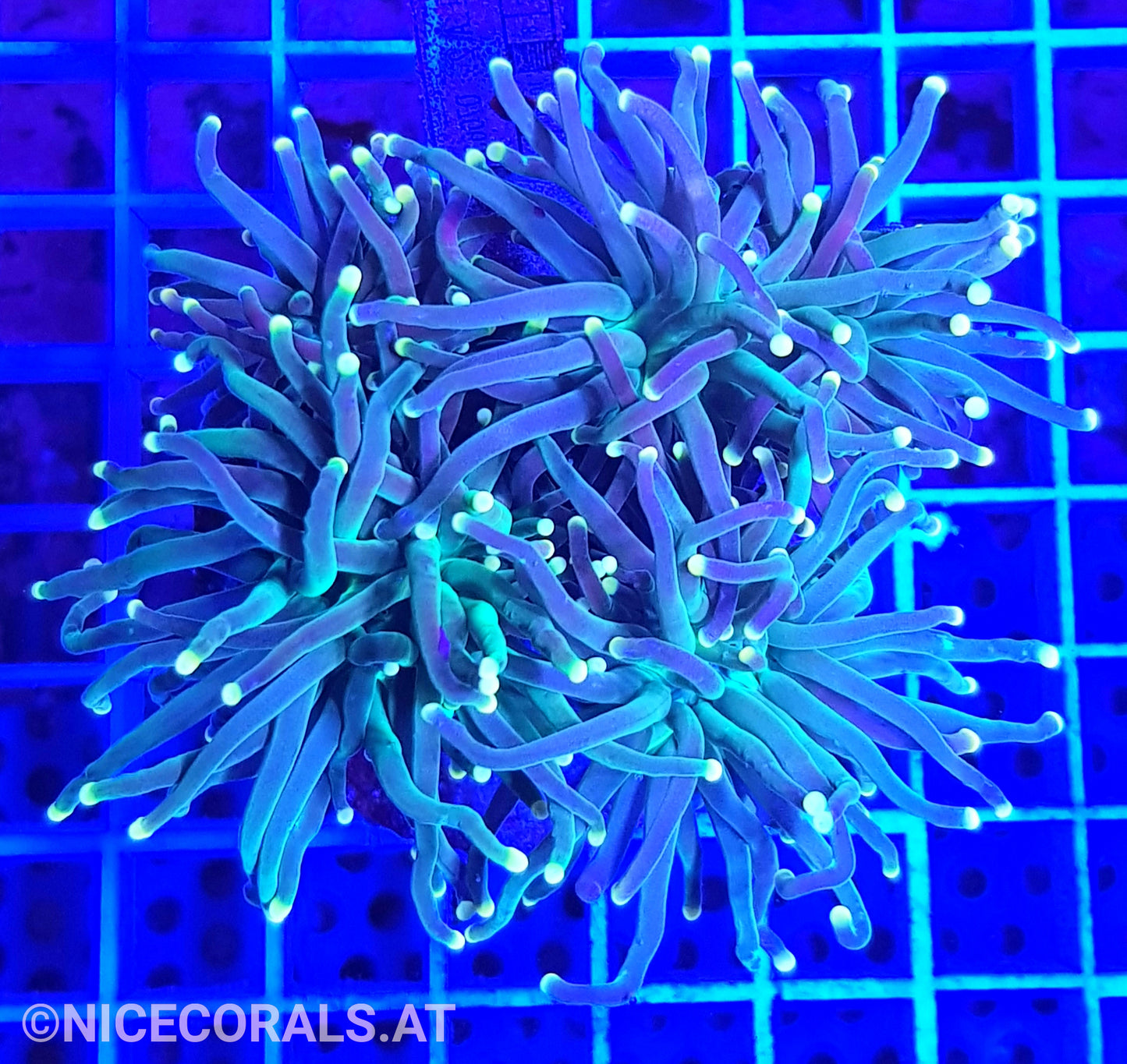 Euphyllia glabrescens 4 Heads