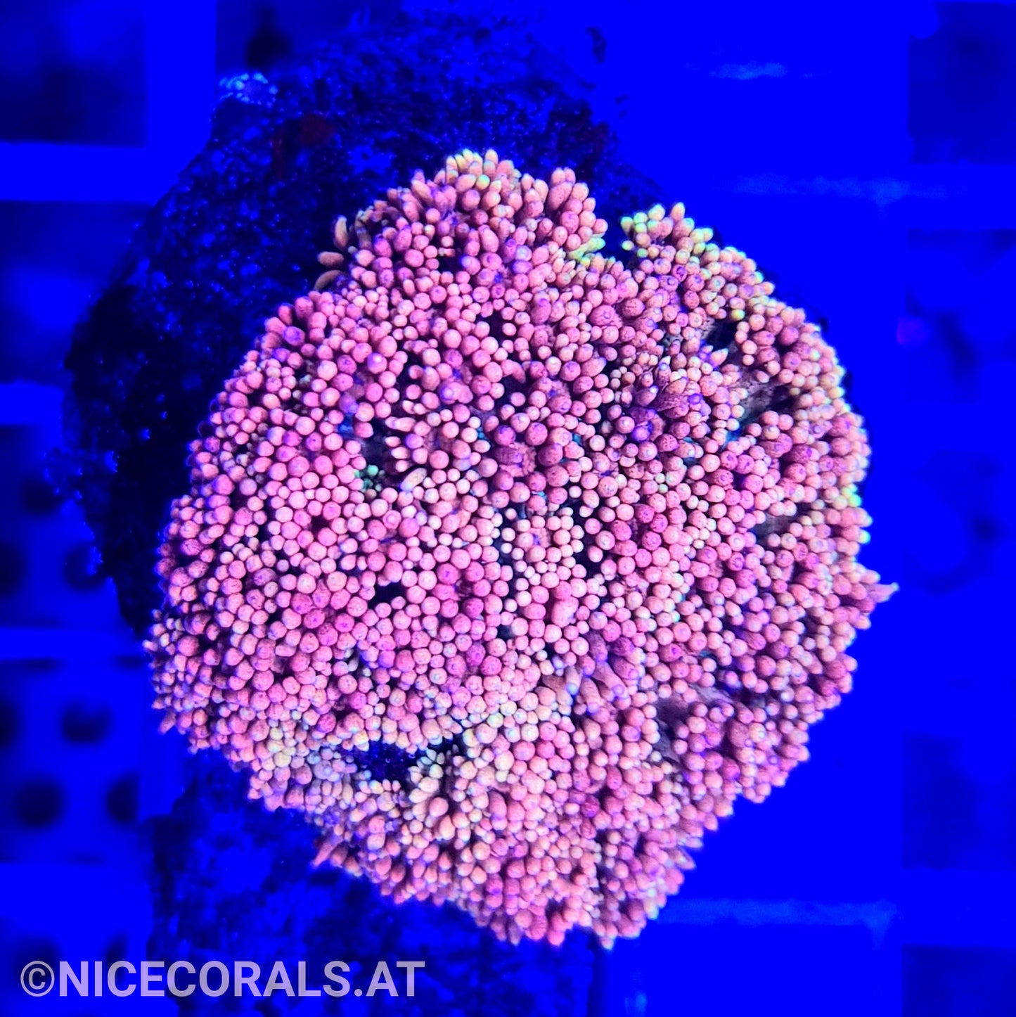 Goniopora Ultra