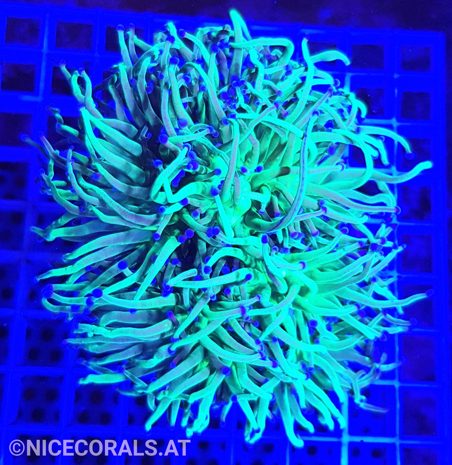 Euphyllia Indo Torch