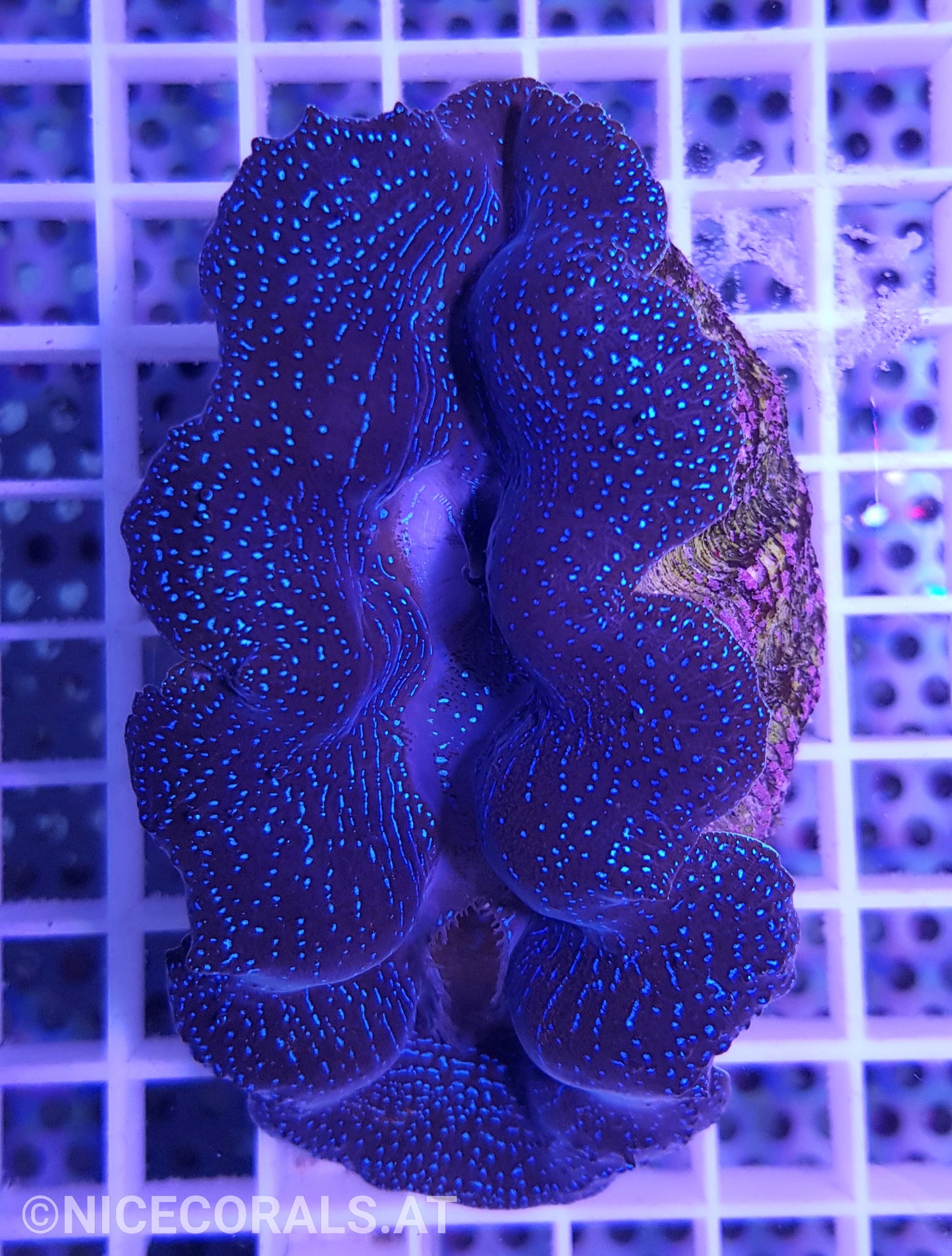 Tridacna Crocea 10cm