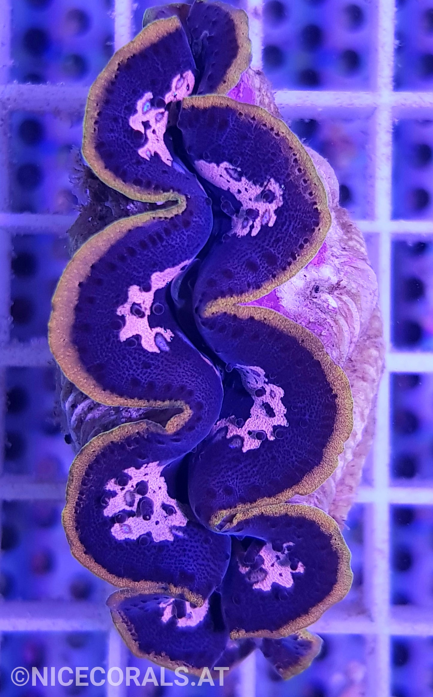 Tridacna crocea 6cm