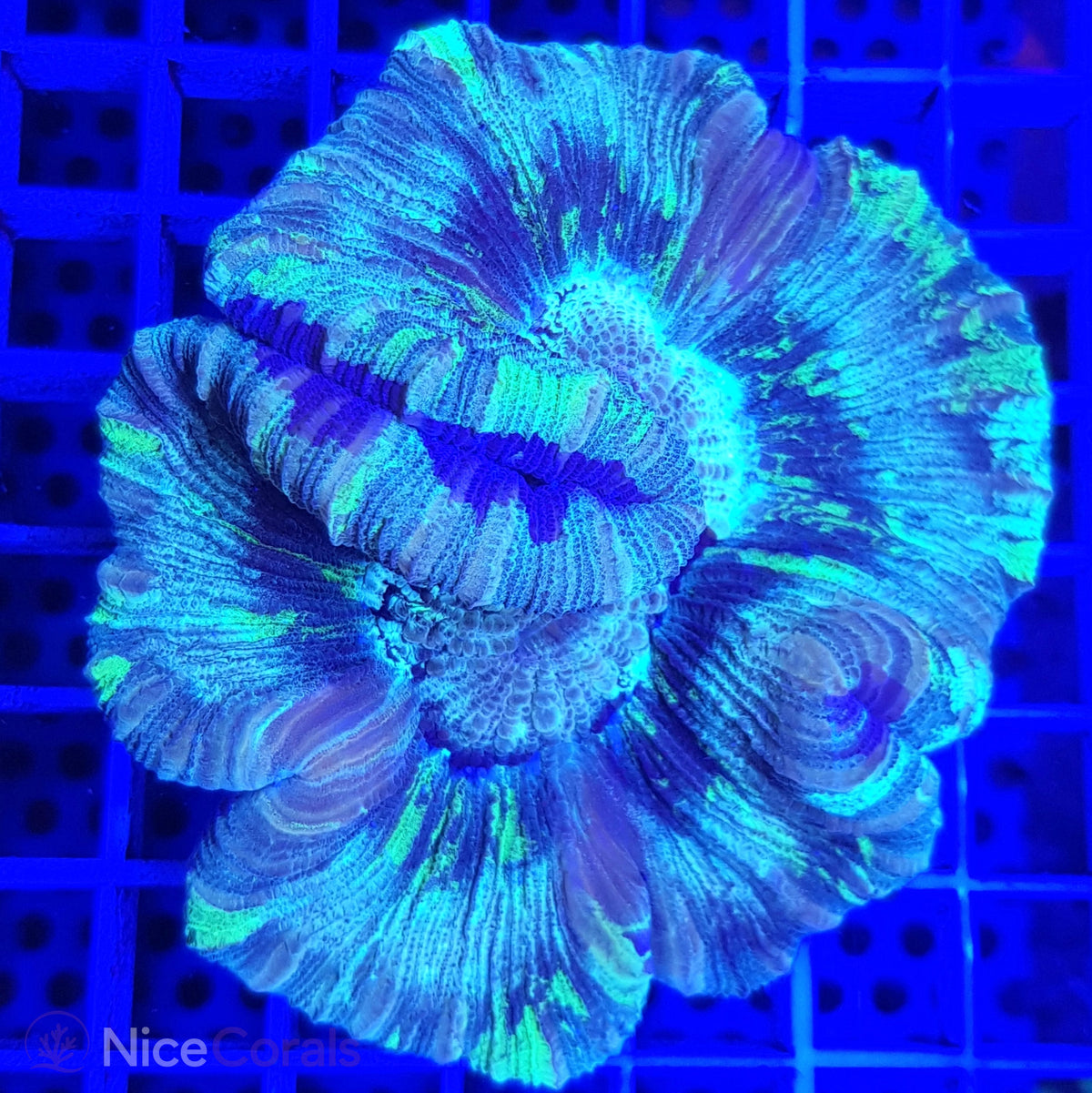 Trachyphyllia