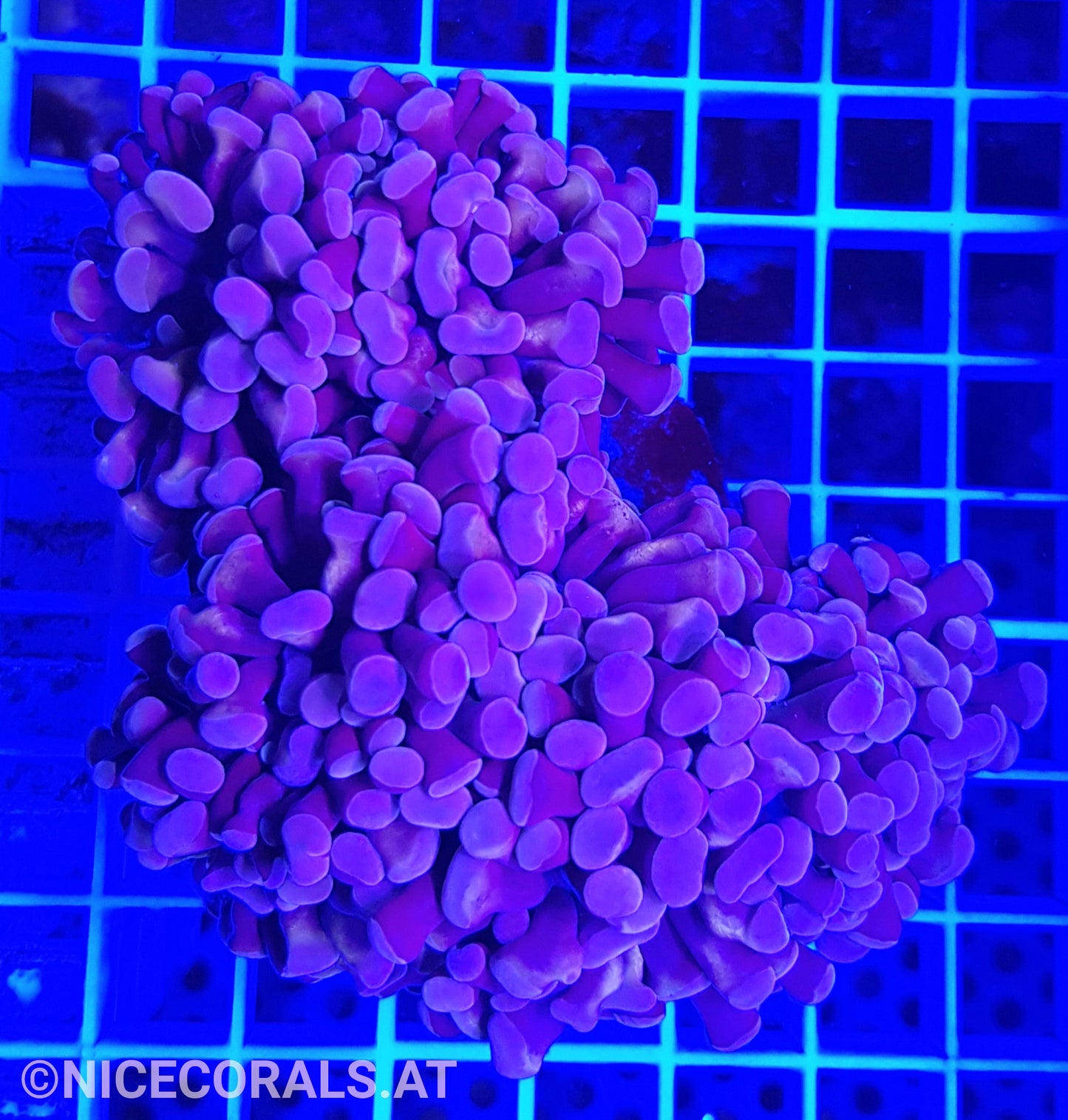 Euphyllia Paraancora 4-5 Heads