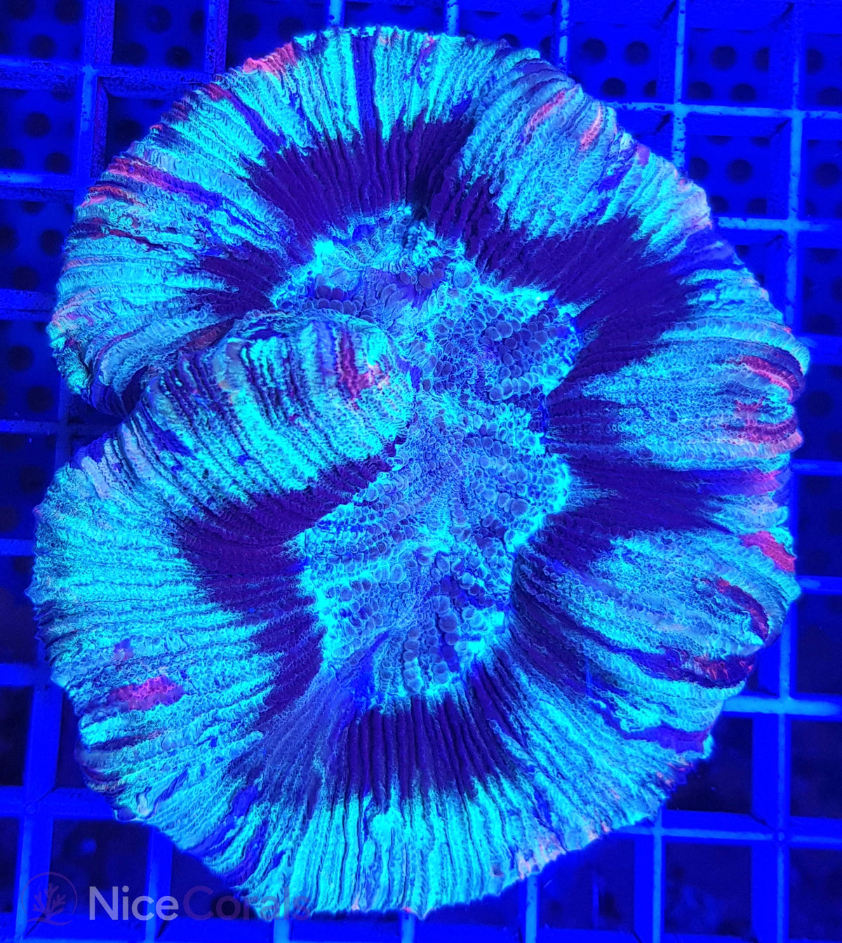 Trachyphyllia
