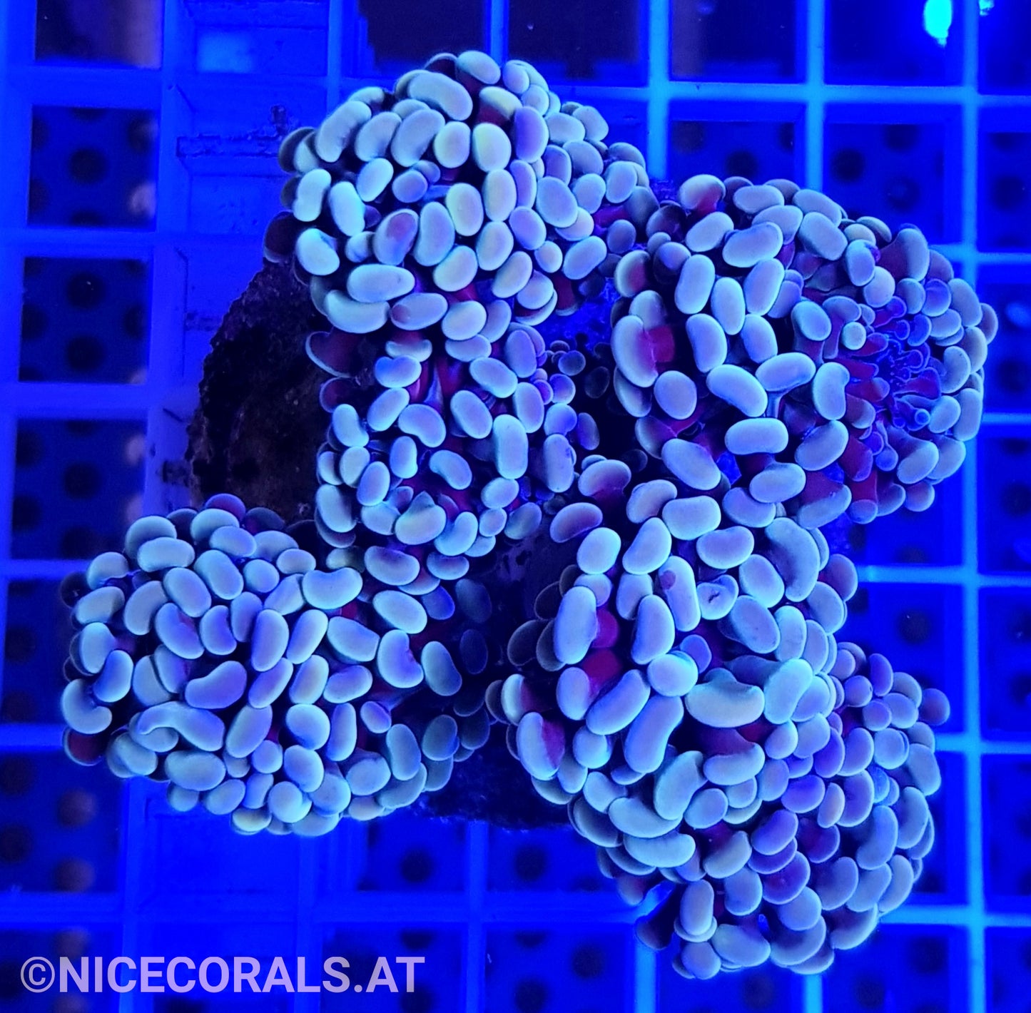 Euphyllia Paraancora 4-5 Heads