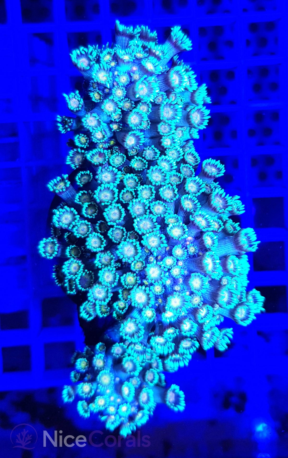 Goniopora