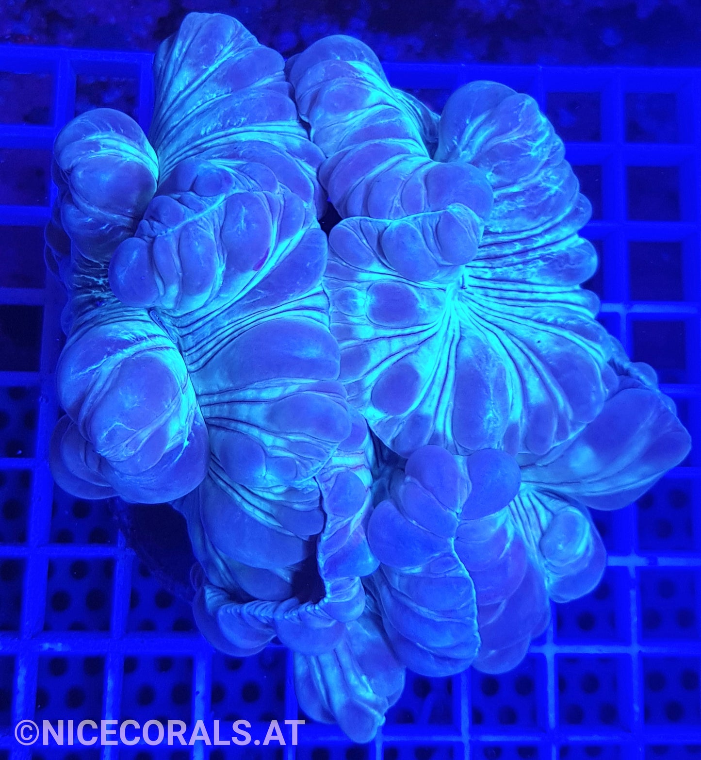 Nemenzophyllia