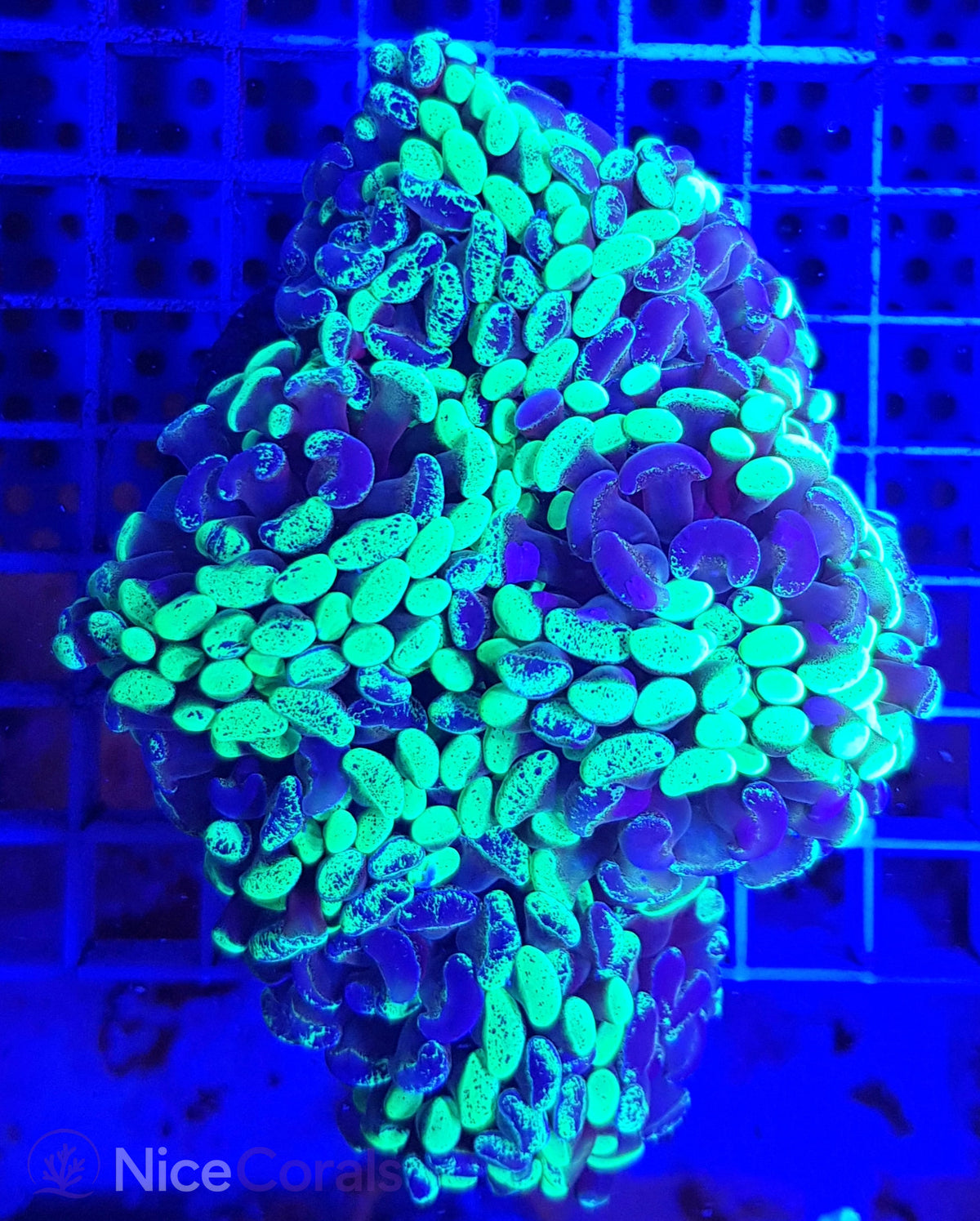Euphyllia paraancora