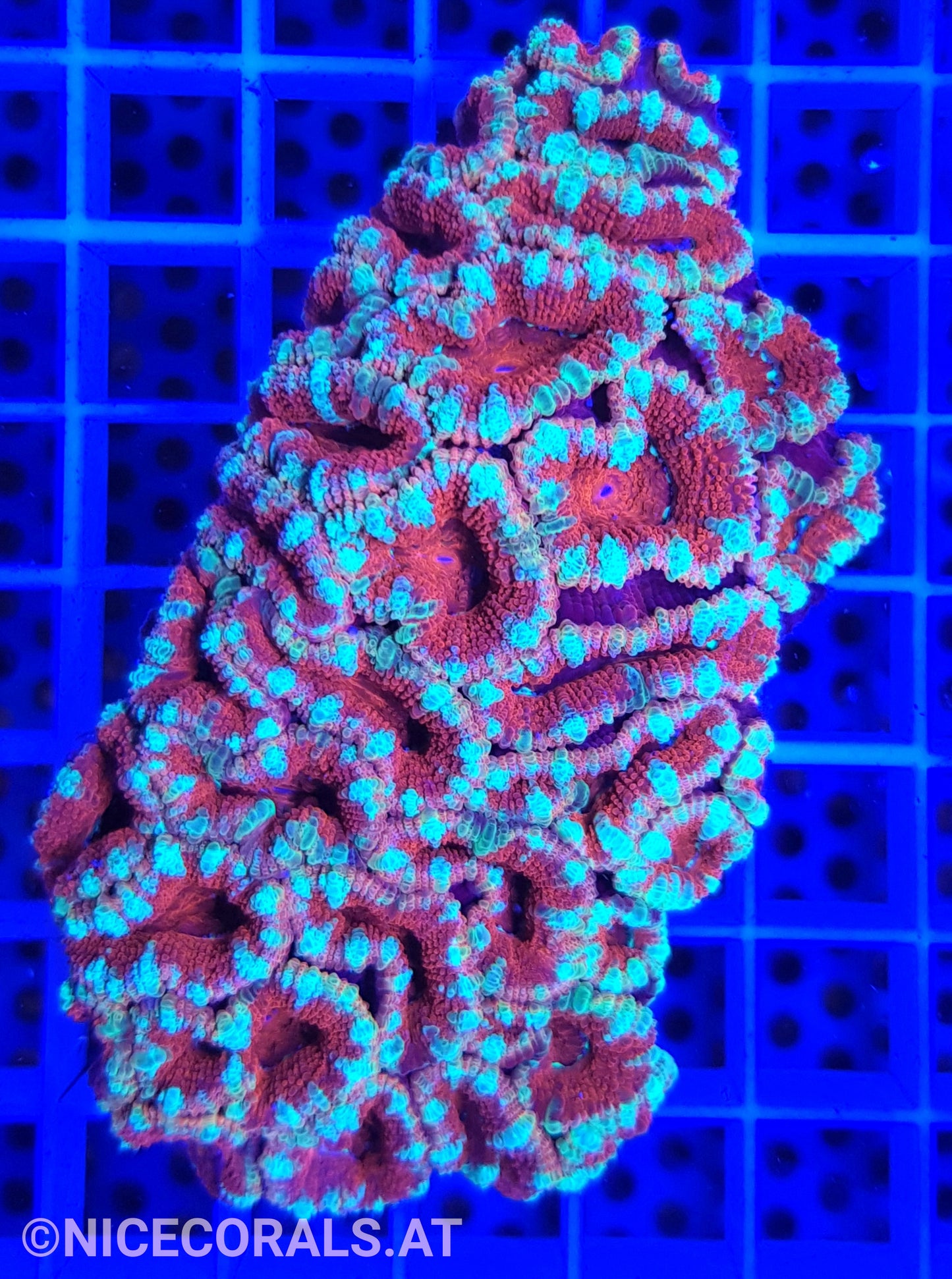 Acanthastrea