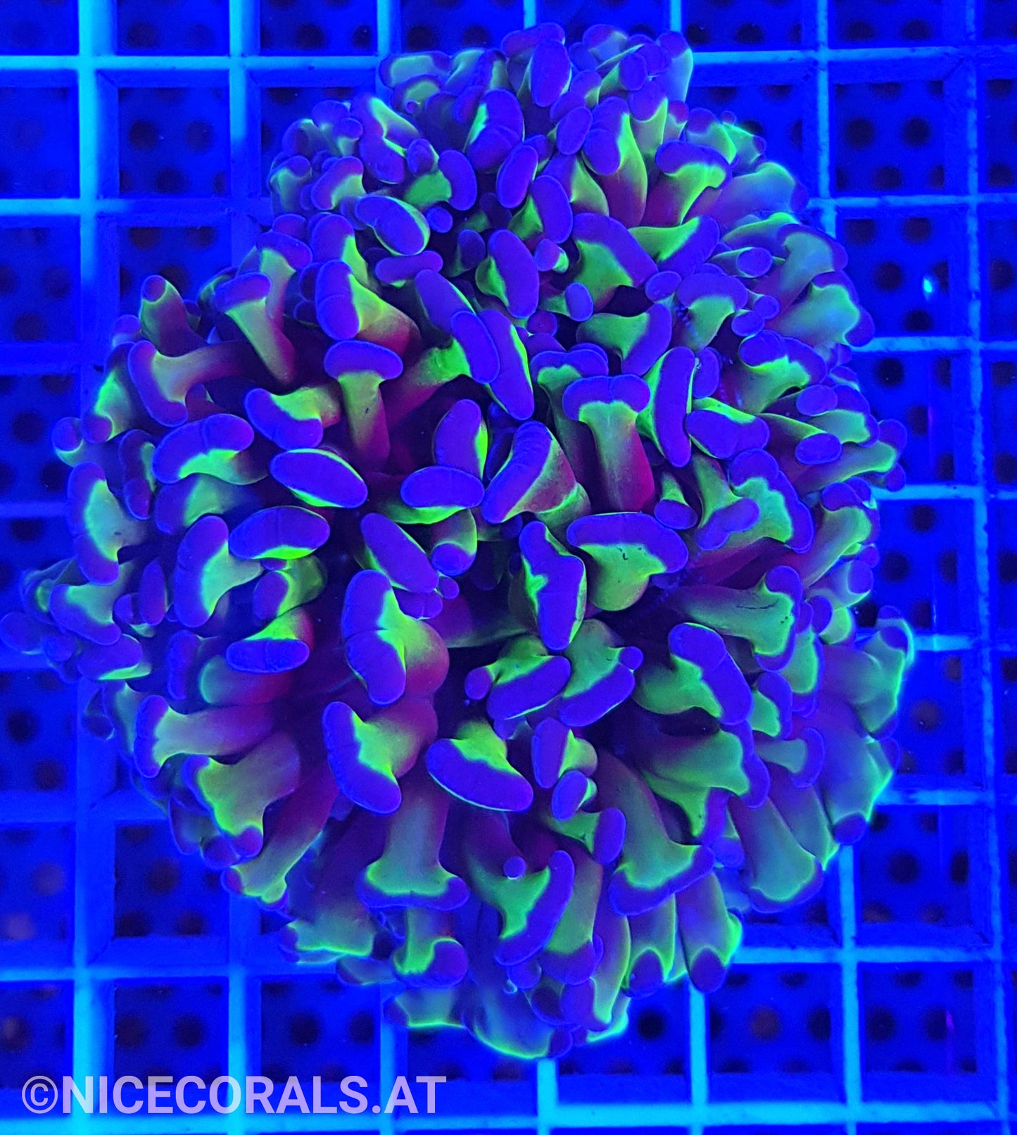 Euphyllia ancora