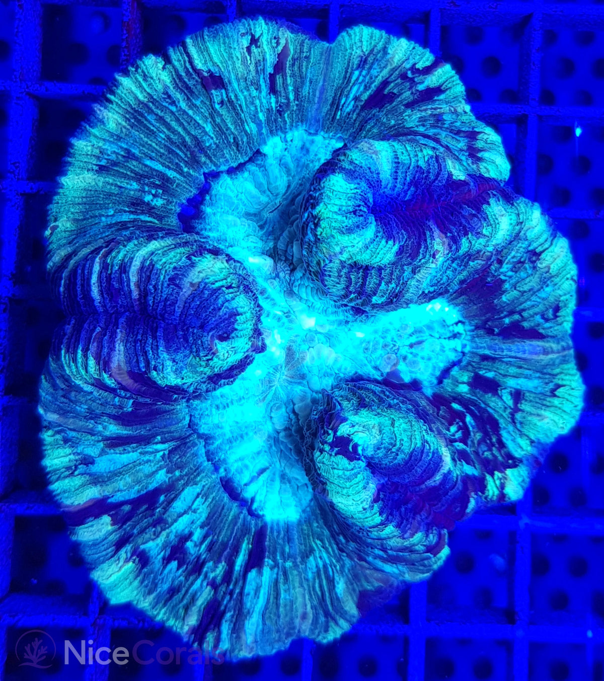 Trachyphyllia