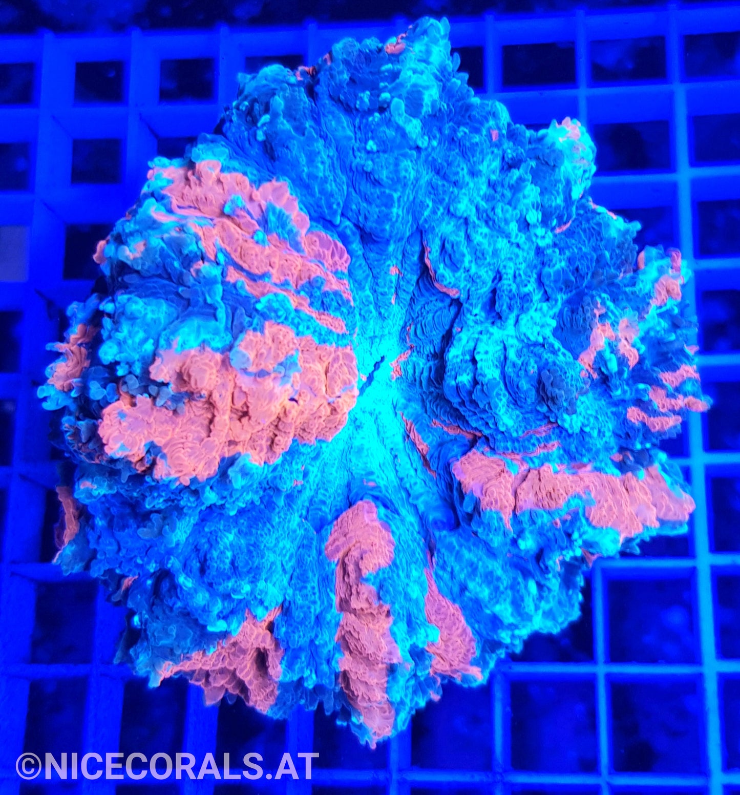 Cynarina SP. Acanthophyllia