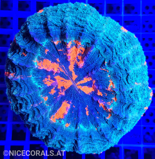 Cynarina SP. Acanthophyllia
