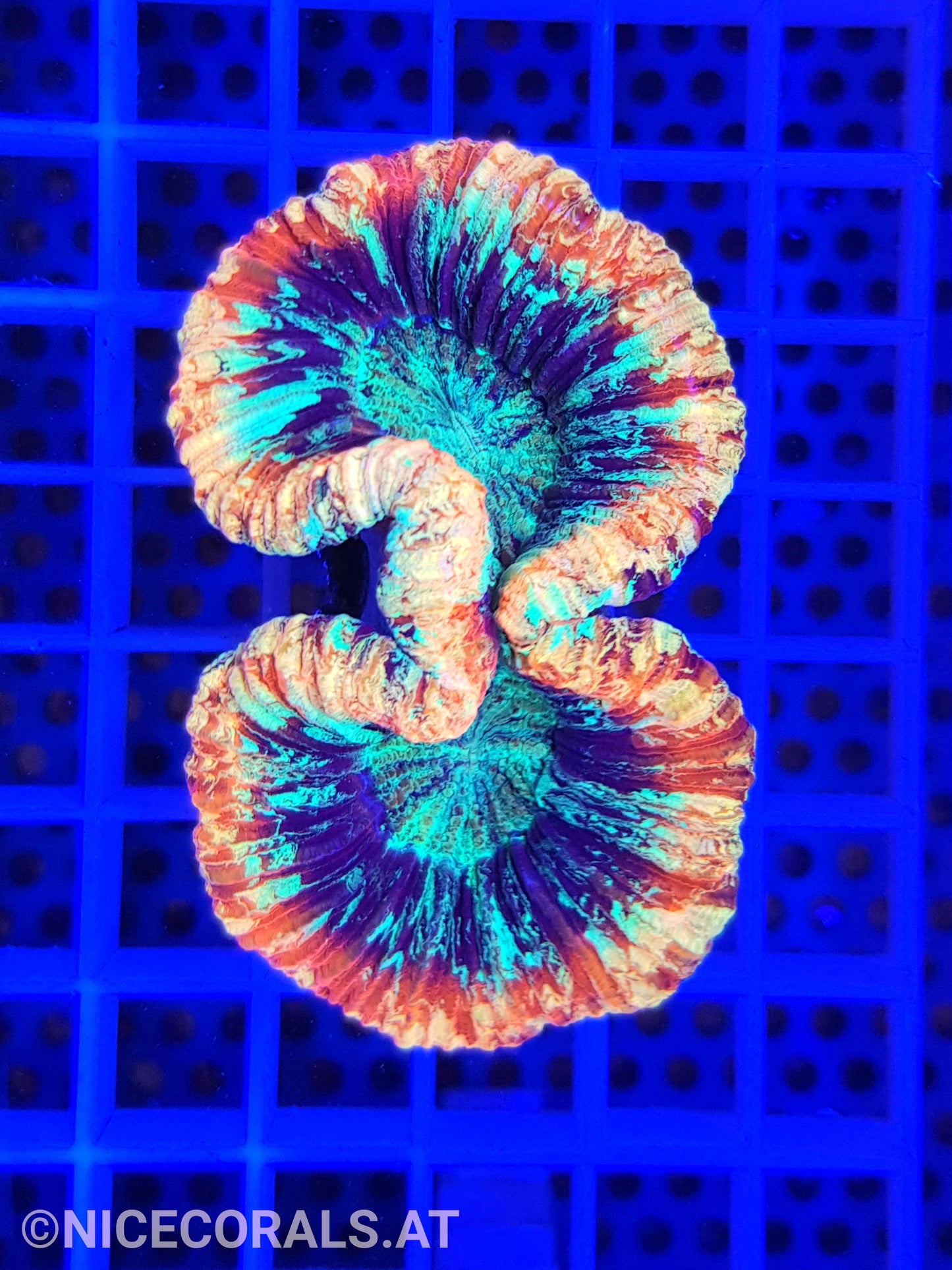 Trachyphyllia