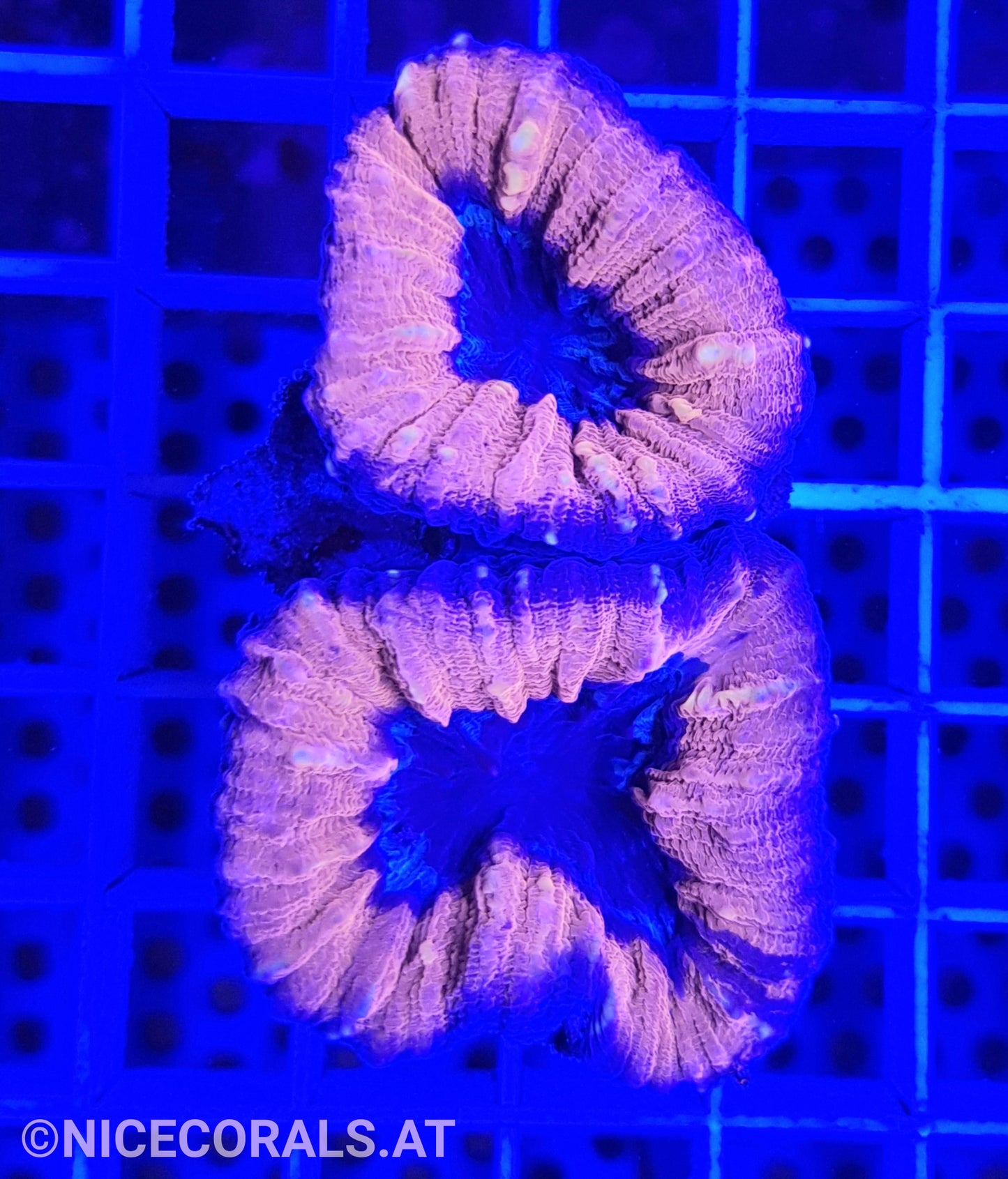 Lobophyllia
