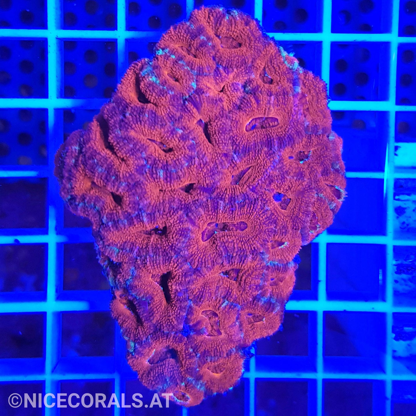 Acanthastrea