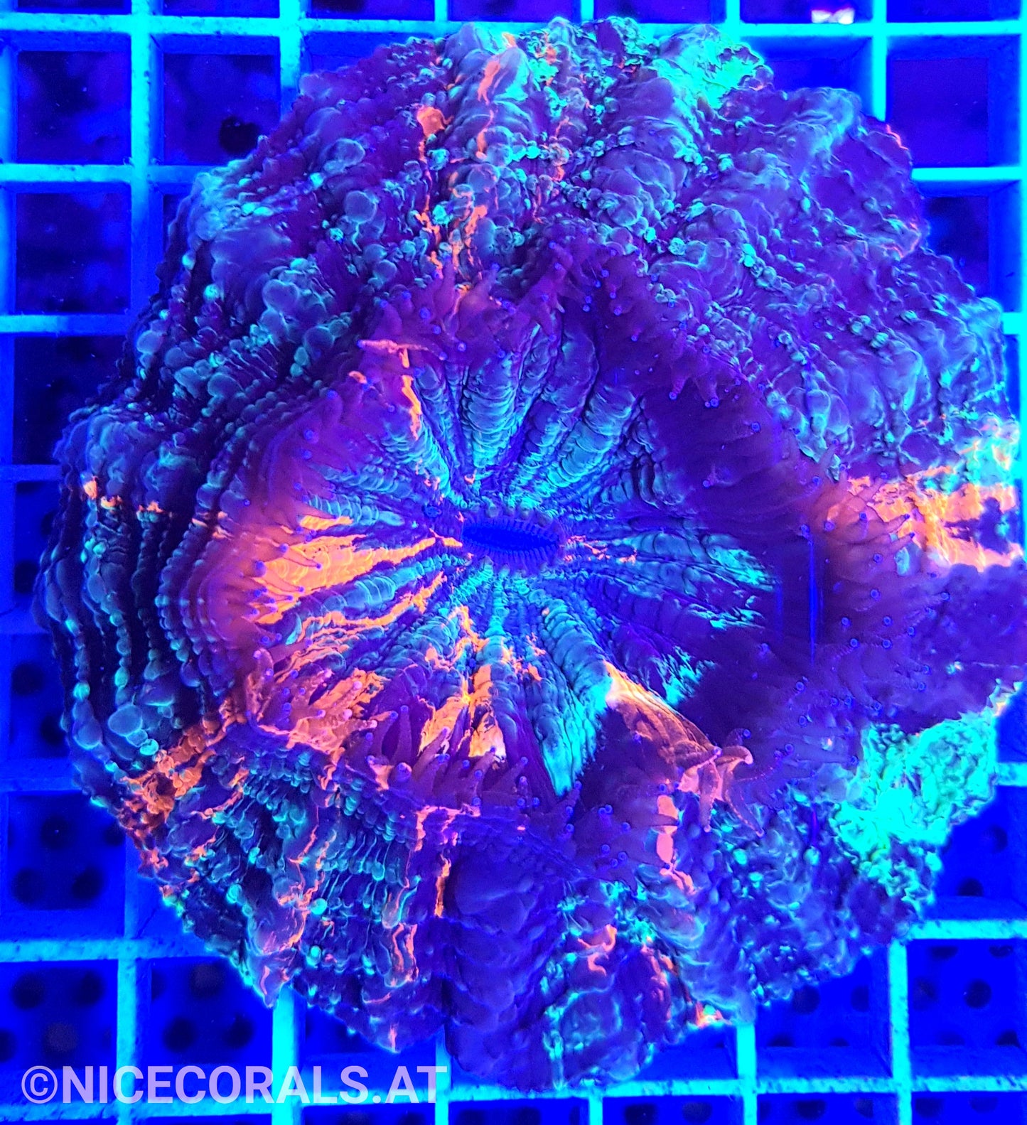 Cynarina SP. Acanthophyllia