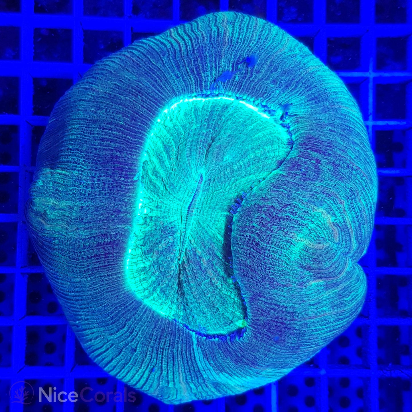 Trachyphyllia