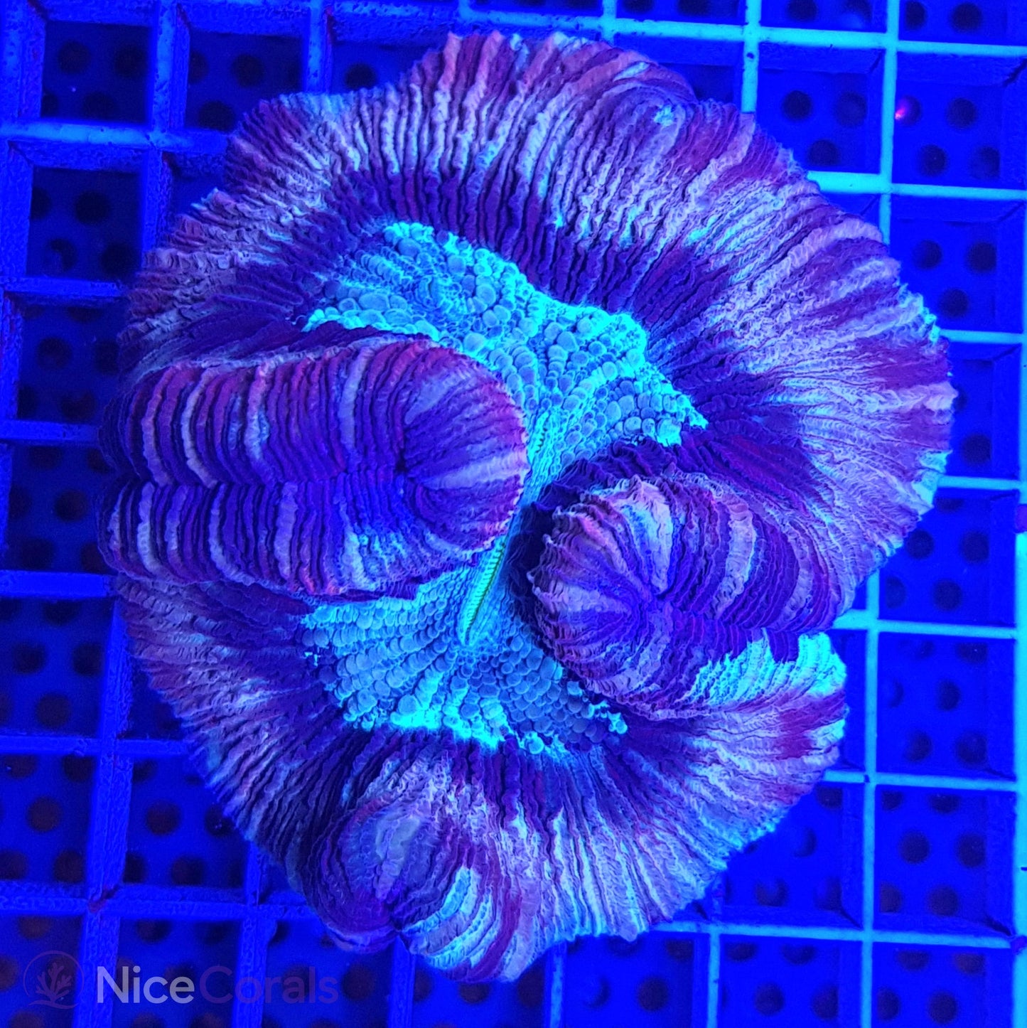 Trachyphyllia