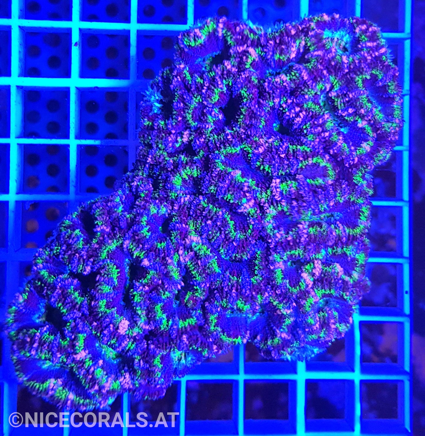 Acanthastrea Ultra