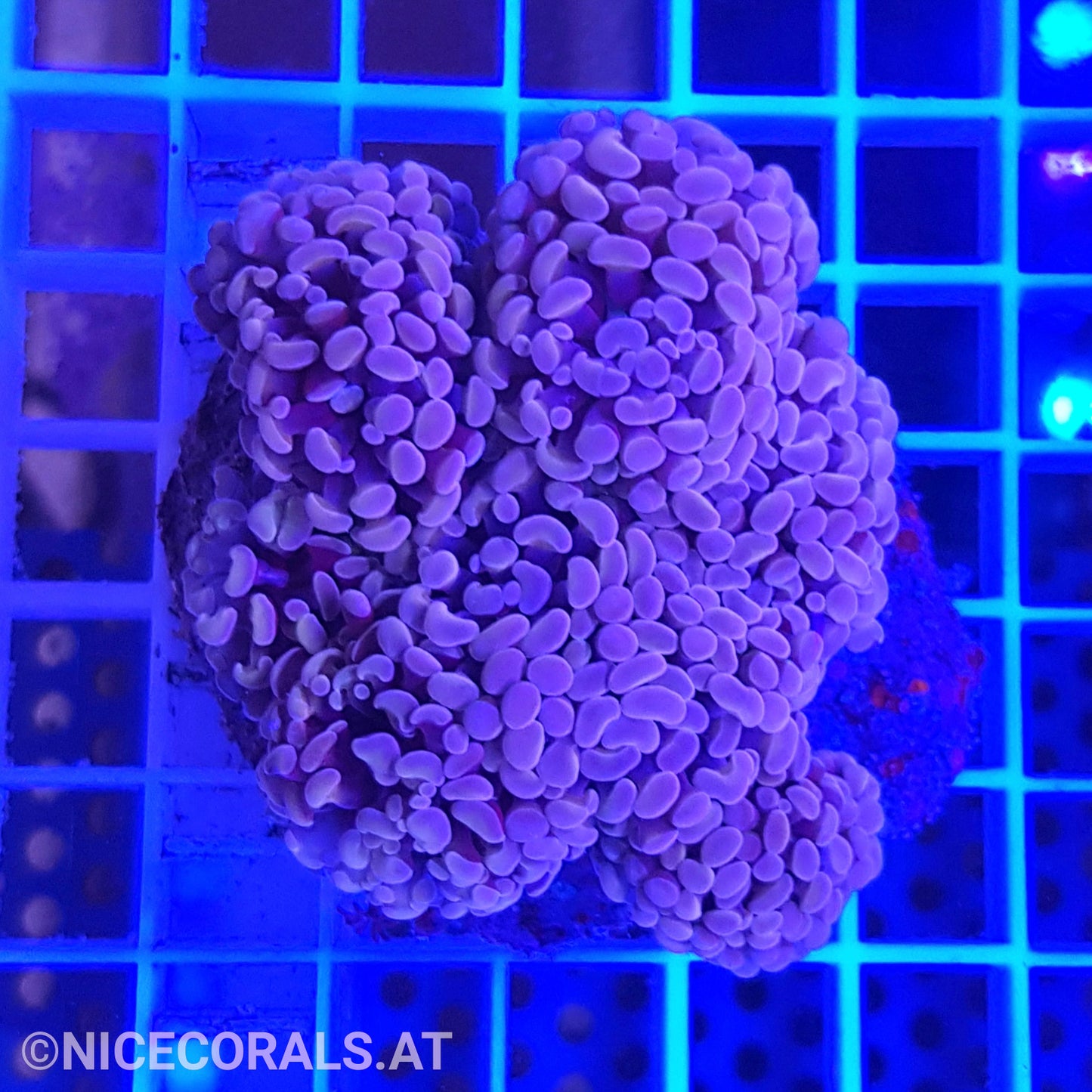 Euphyllia Paraancora 4-5 Heads