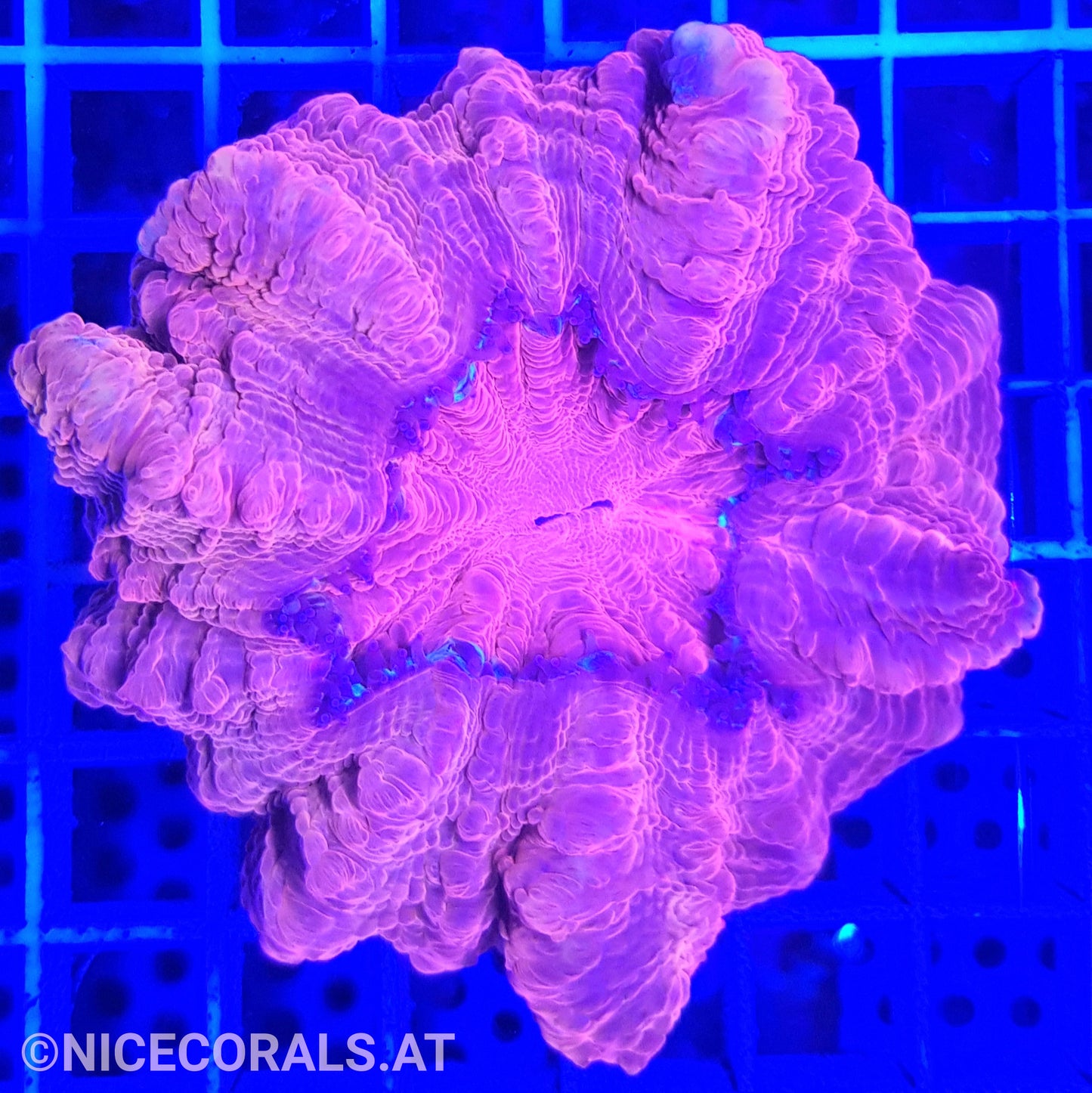 Cynarina SP. Acanthophyllia