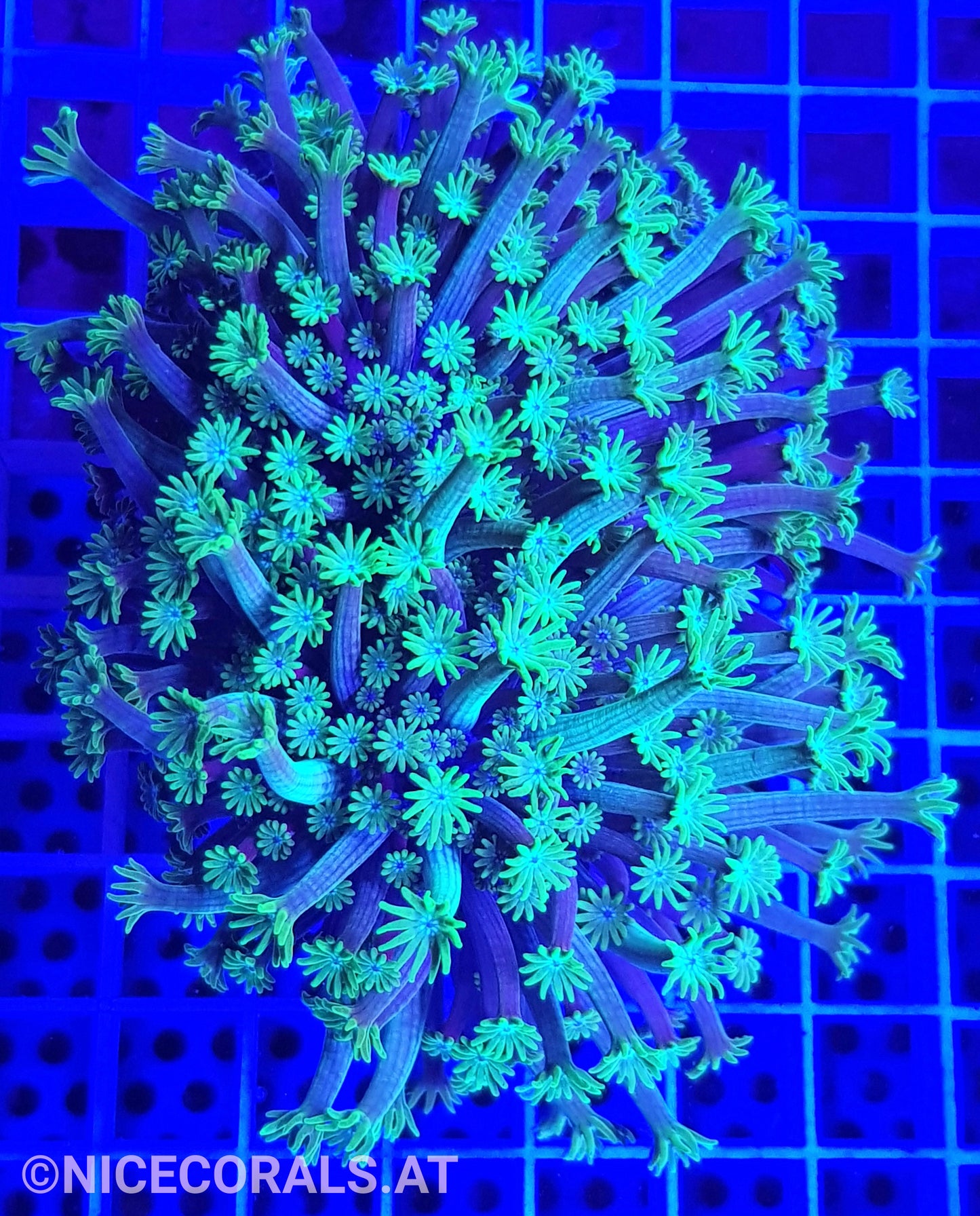 Alveopora
